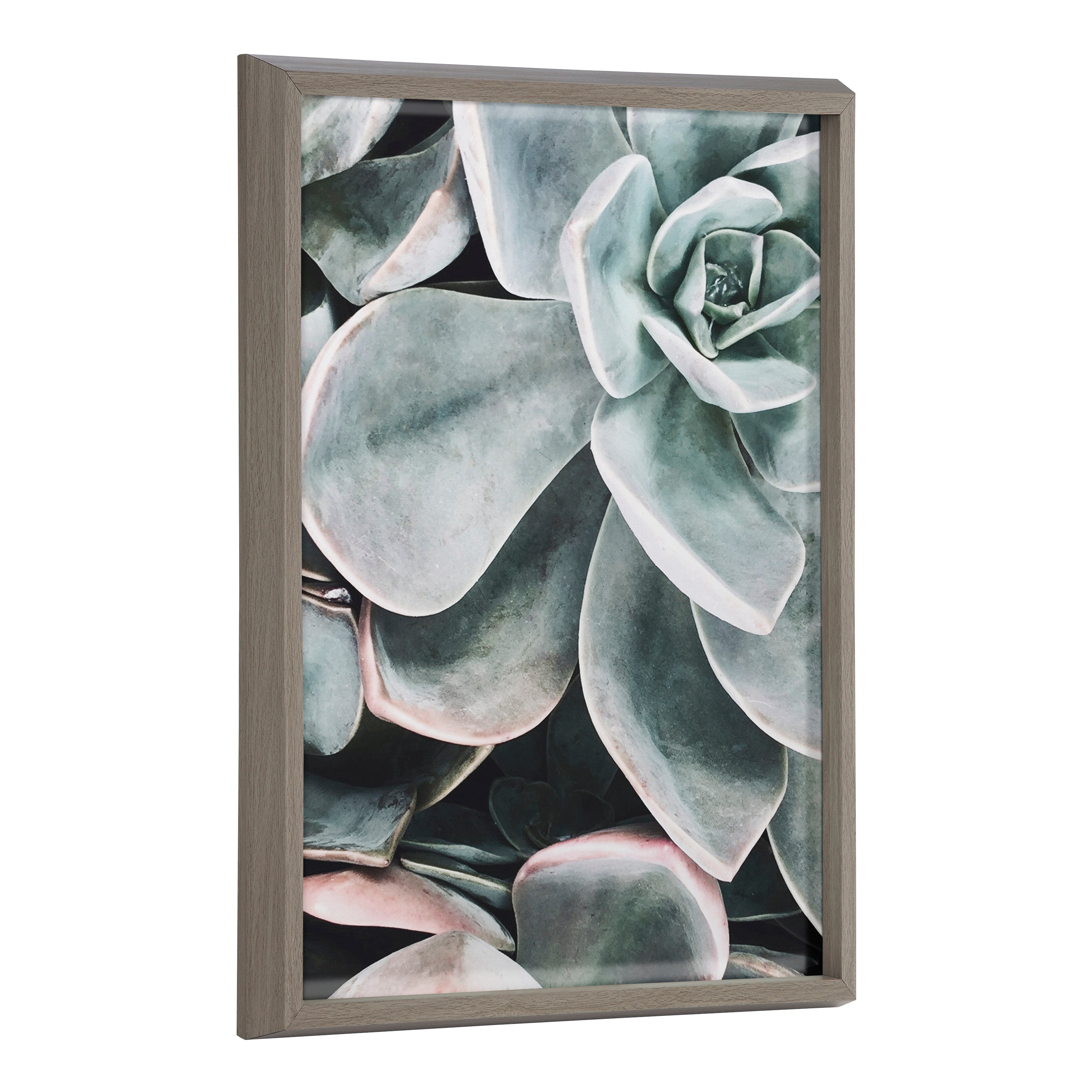 framed pictures of succulents Blake Botanical Succulent Plants 2 Framed Printed Glass by The Creative Bunch Studio