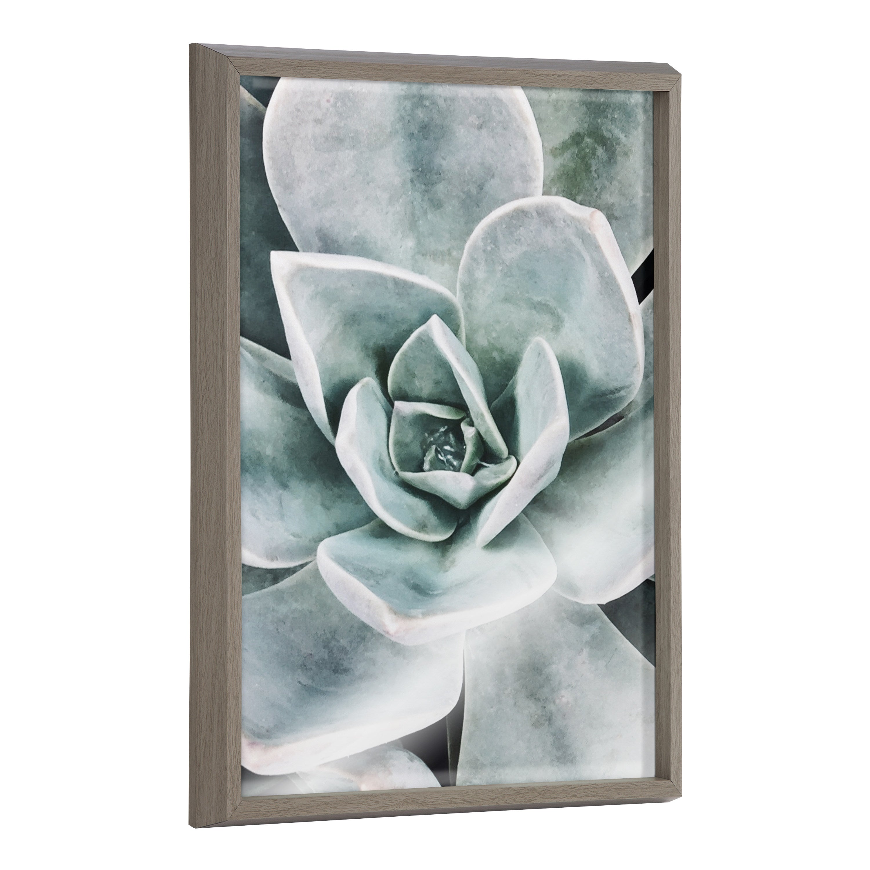 the boho succulent Blake Botanical Succulent Plants 3 Framed Printed Glass by The Creative Bunch Studio