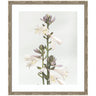 Framed Art Hosta by Alicia Abla