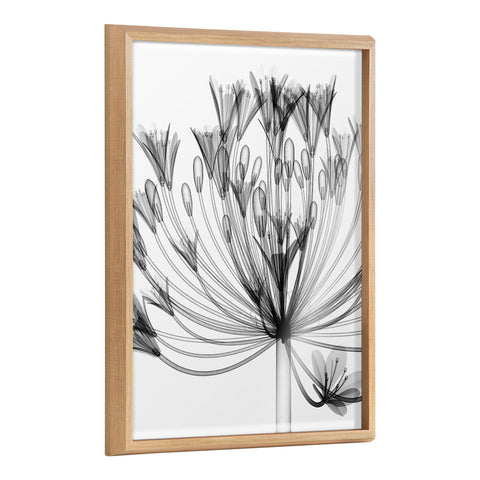 Blake Bell Agapanthus X Ray Floral BW Framed Printed Art by The Creative Bunch Studio