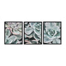 Sylvie Botanical Succulent Plants Framed Canvas Set by The Creative Bunch Studio