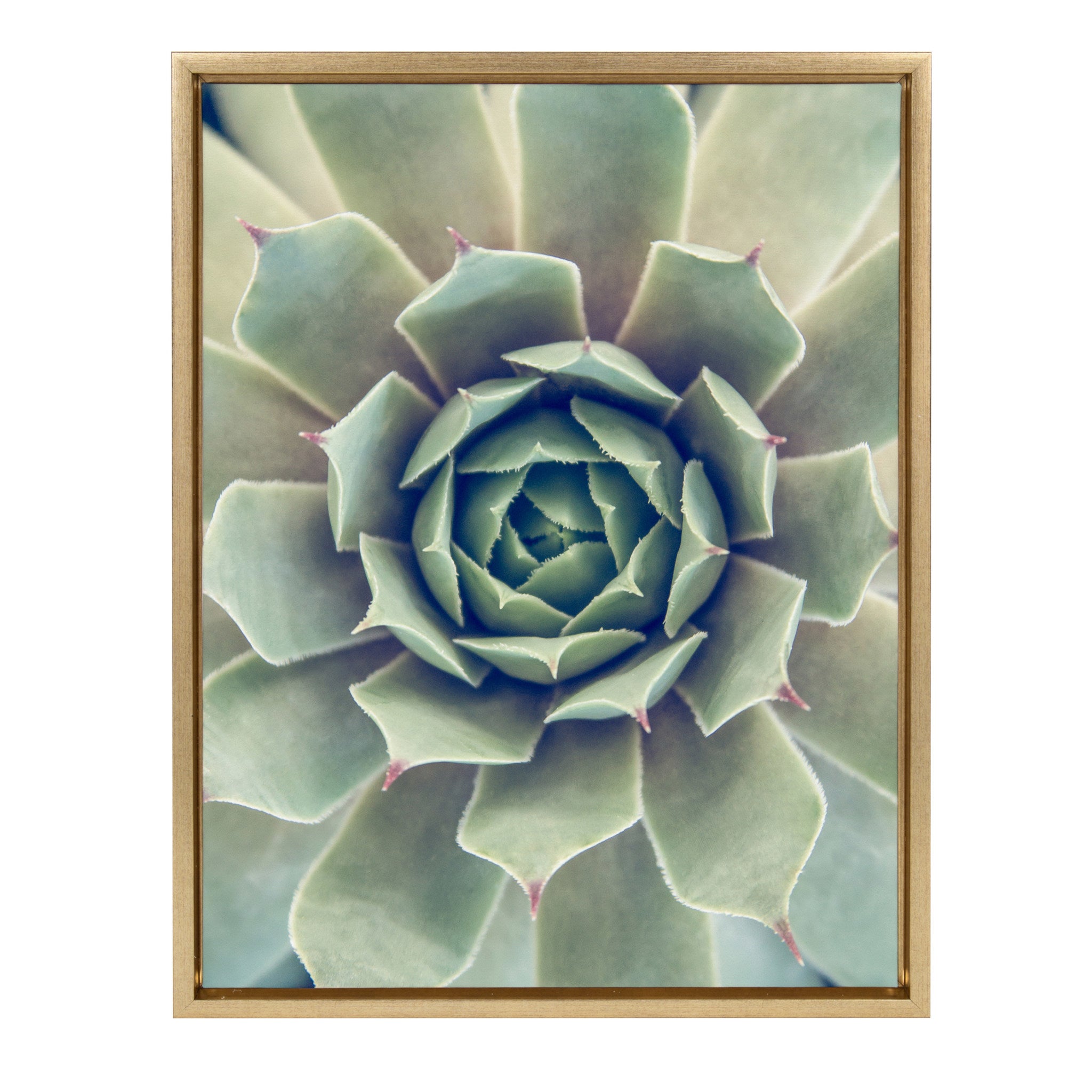 kate and laurel succulent Kate and Laurel Sylvie Succulent 1 Color Photograph Framed Canvas Wall Art by F2 Images, 18x24 Gold