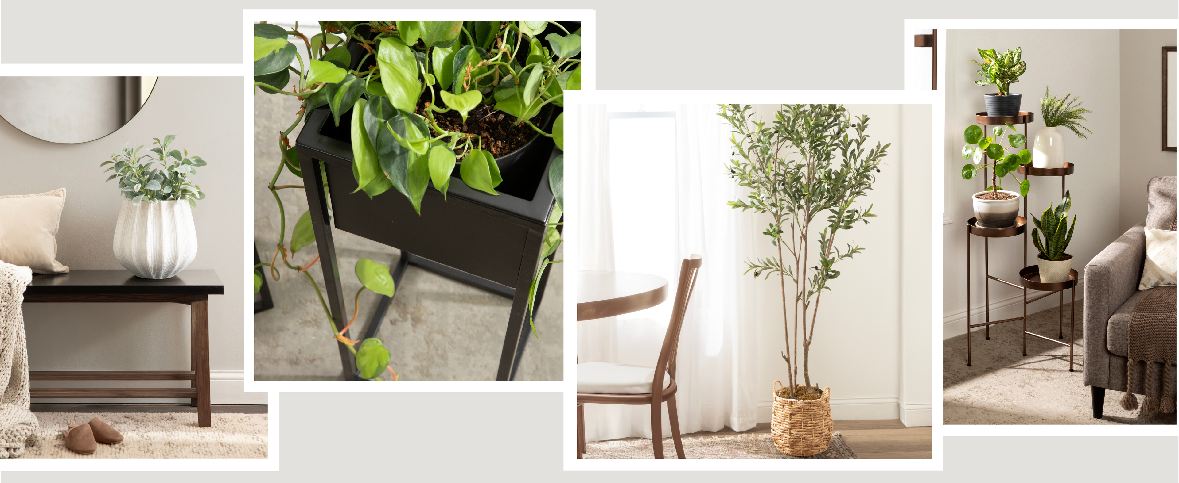 Planters and Plants