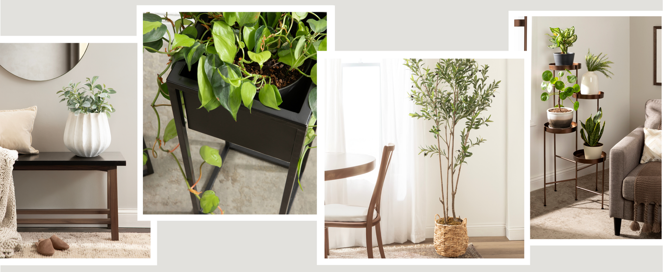 Planters and Plants