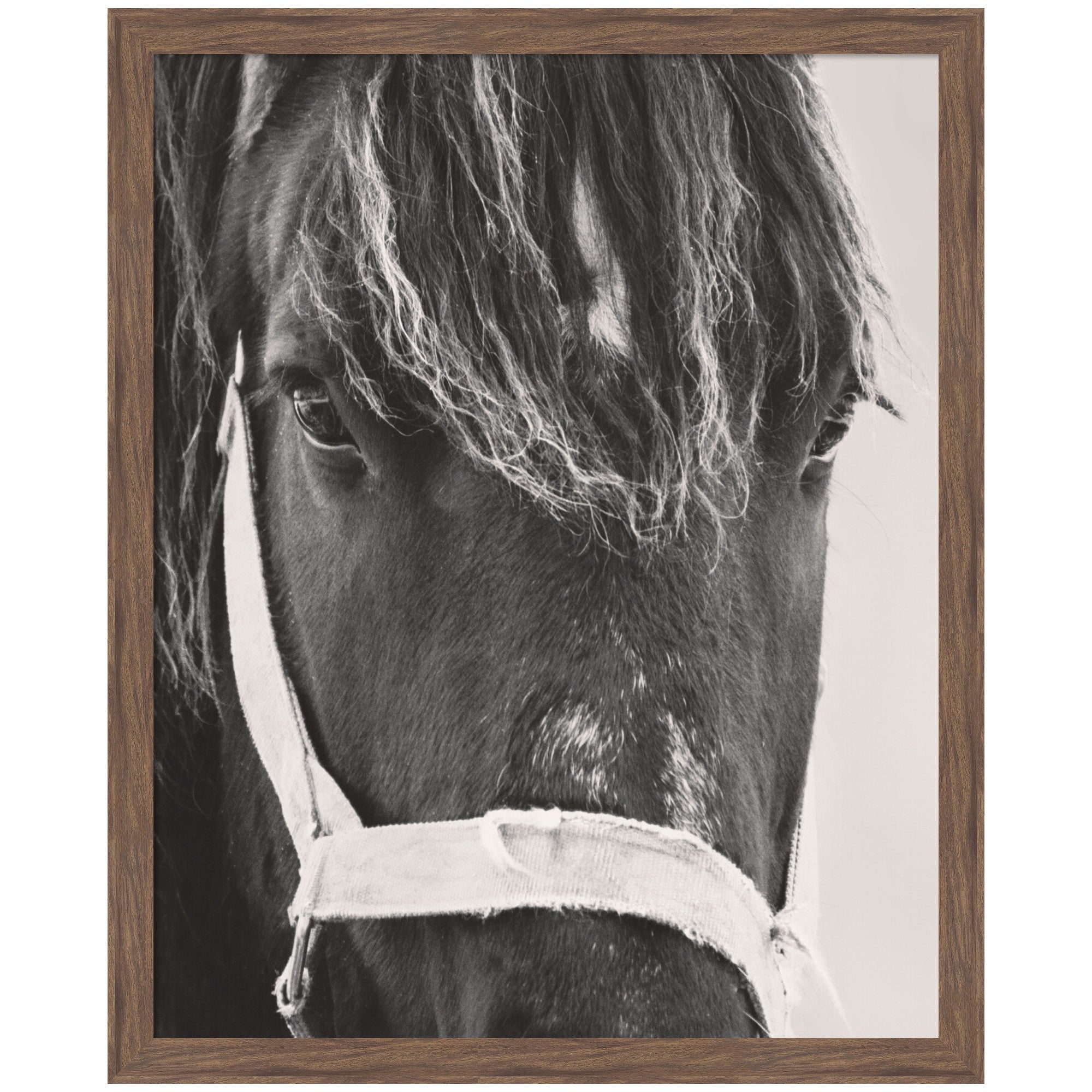 Black Horse by Emiko and Mark Franzen F2 Images Framed Wall Art Print