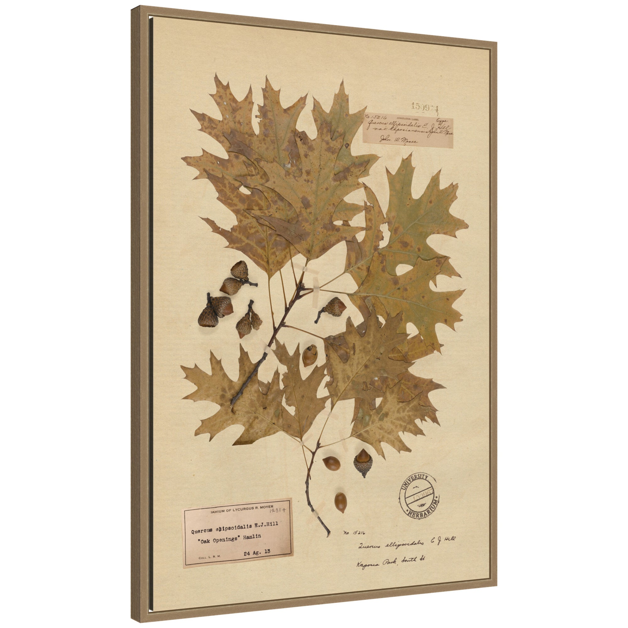 Framed Canvas 23x33 Sylvie Dark Gold 1
