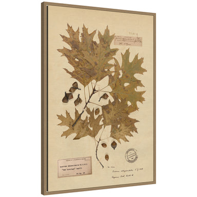 Framed Canvas 23x33 Sylvie Dark Gold 1