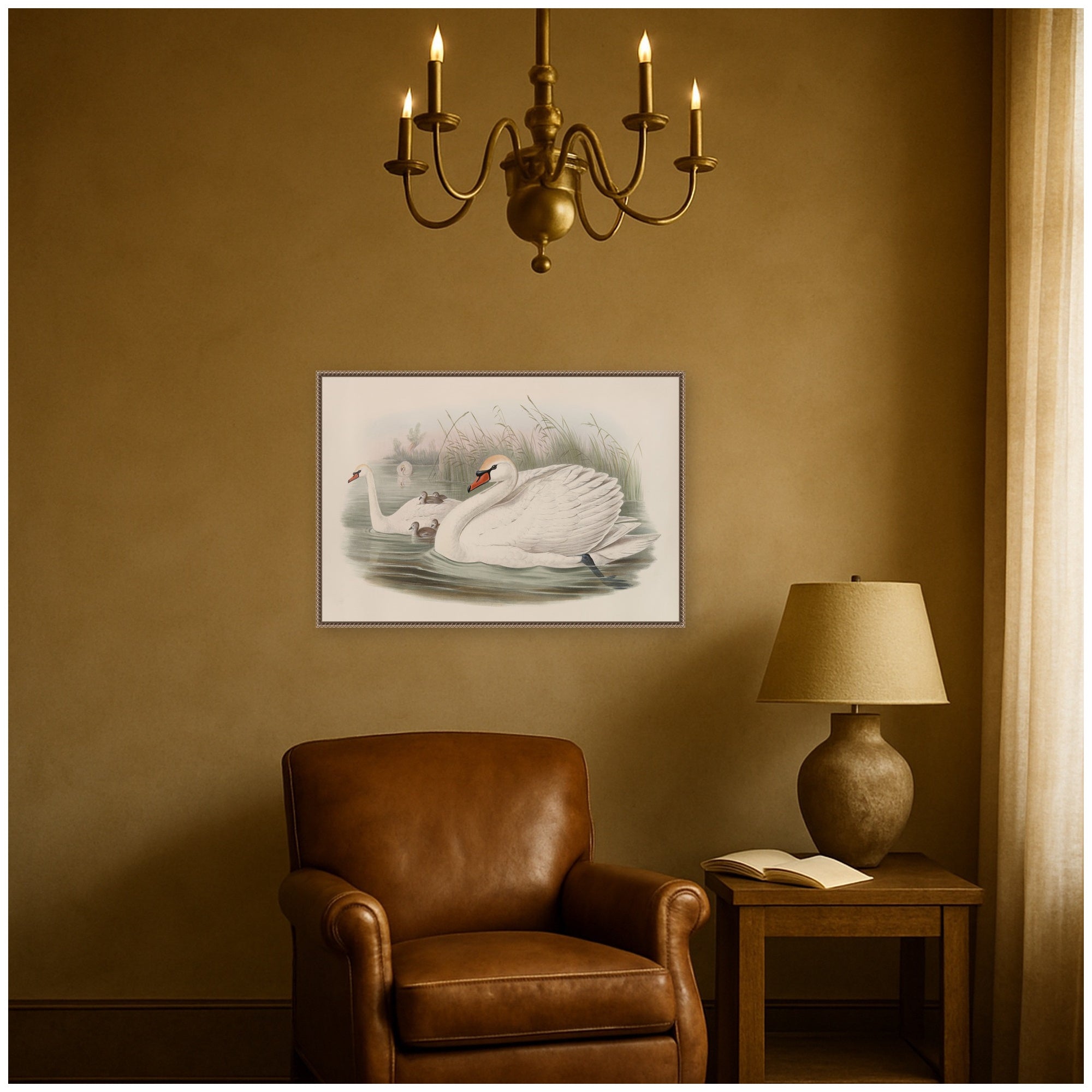 Cygnus olor Mute Swan John Gould by Nostalgia Prints Framed Canvas Wall Art Print