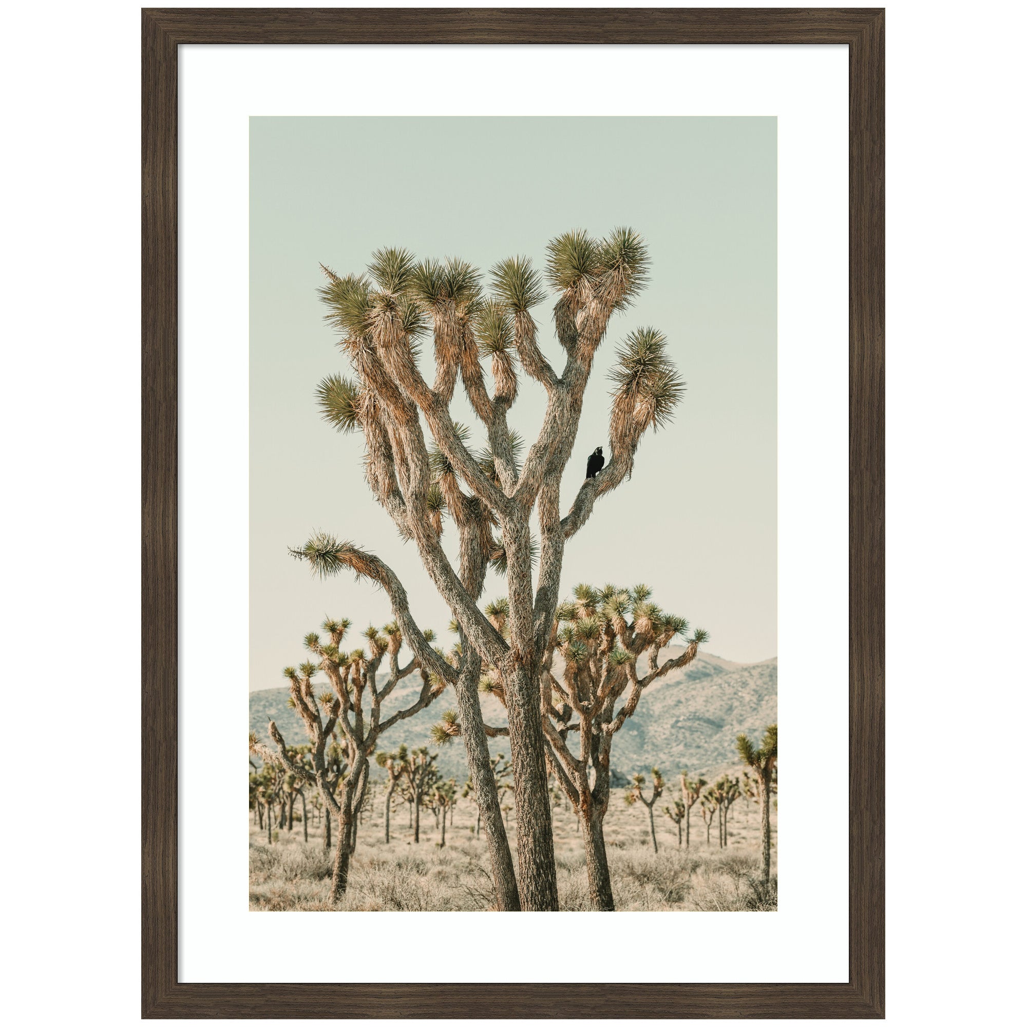 Joshua Tree With Crow by Alicia Bock Framed Wall Art Print