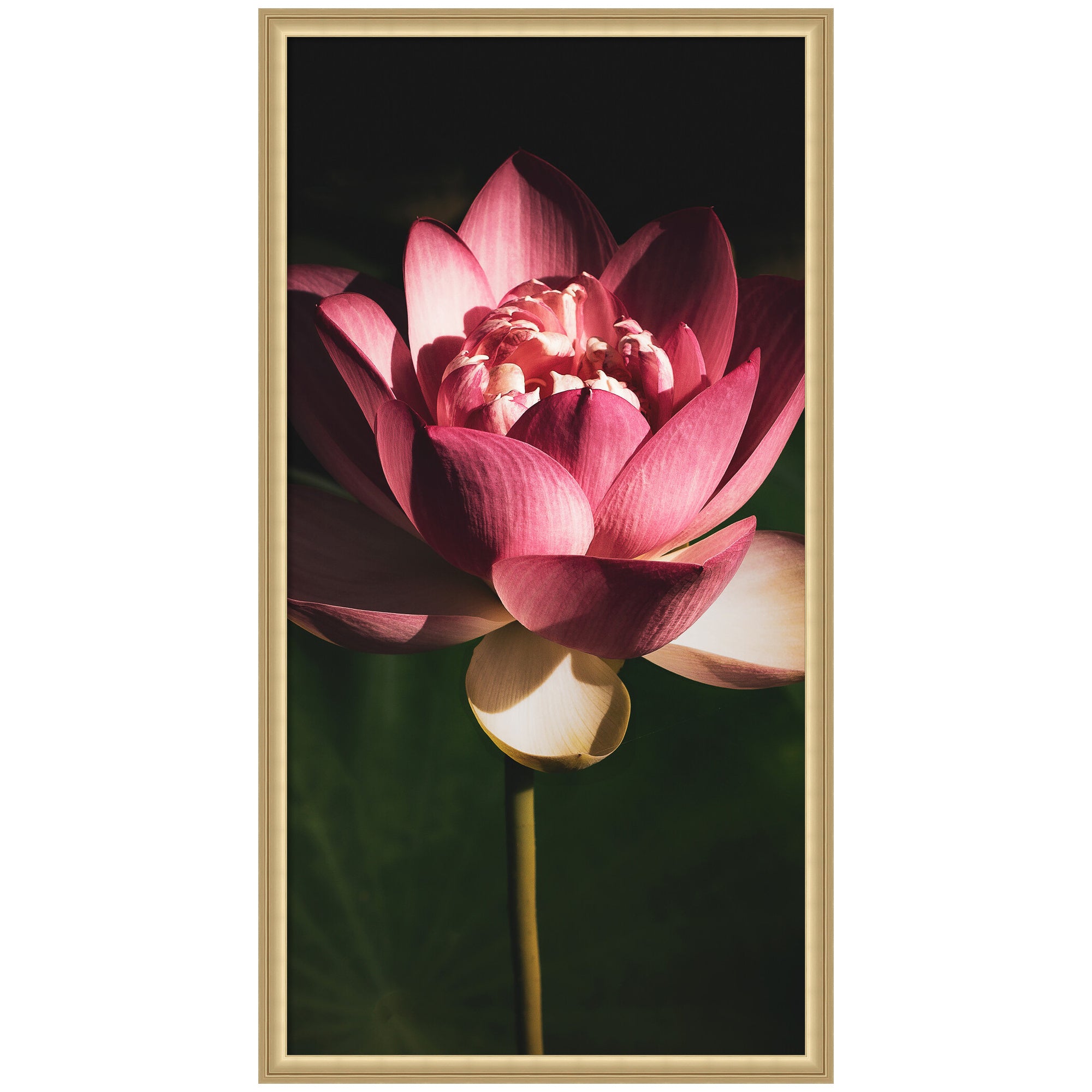 Midnight Lotus Flower by Stephanie Klatt Framed Wall Art Print