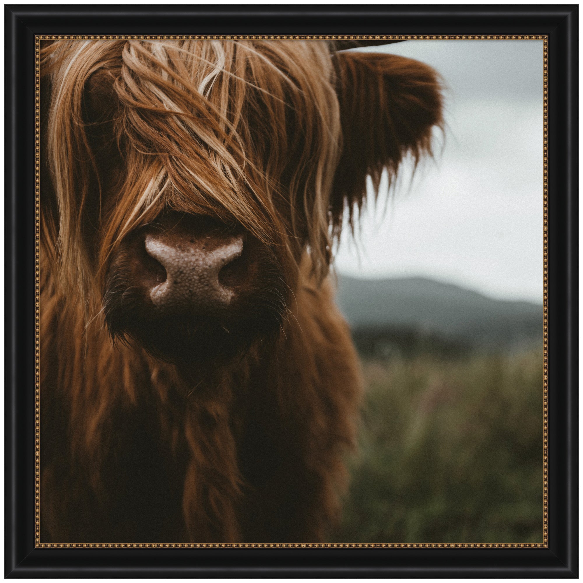 Close Up of Scottish Highland Cattle Baby SQ by Michael Schauer Framed Wall Art Print