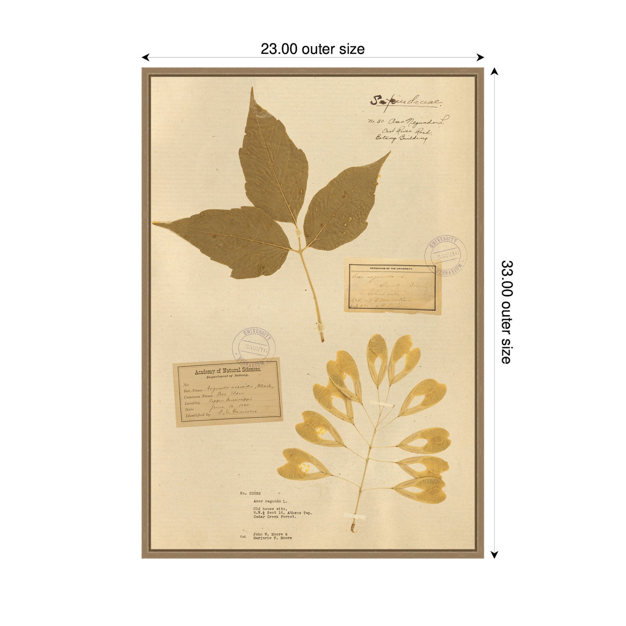 Framed Canvas 23x33 Sylvie Dark Gold 2