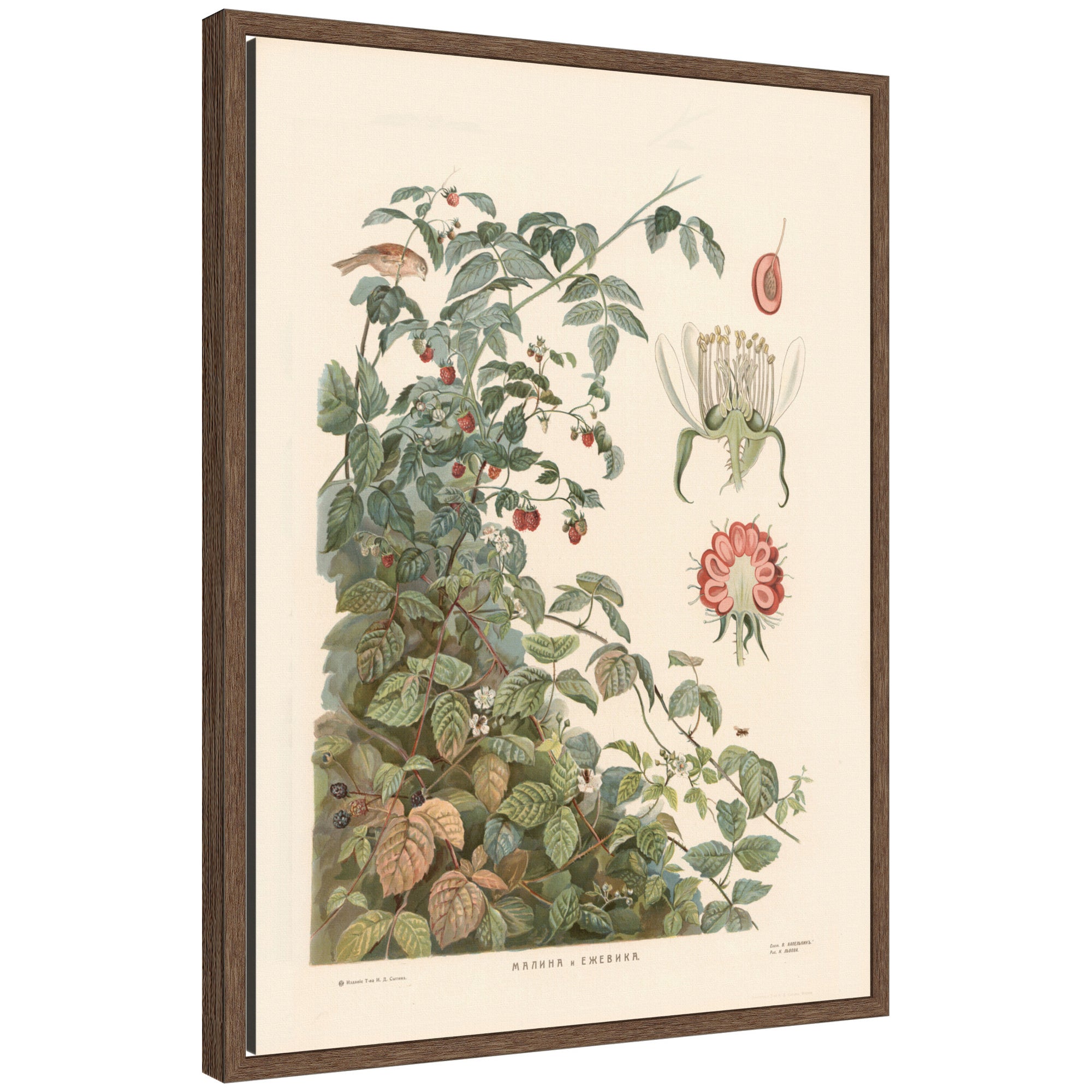 Framed Canvas 18x24 Sylvie Walnut 1