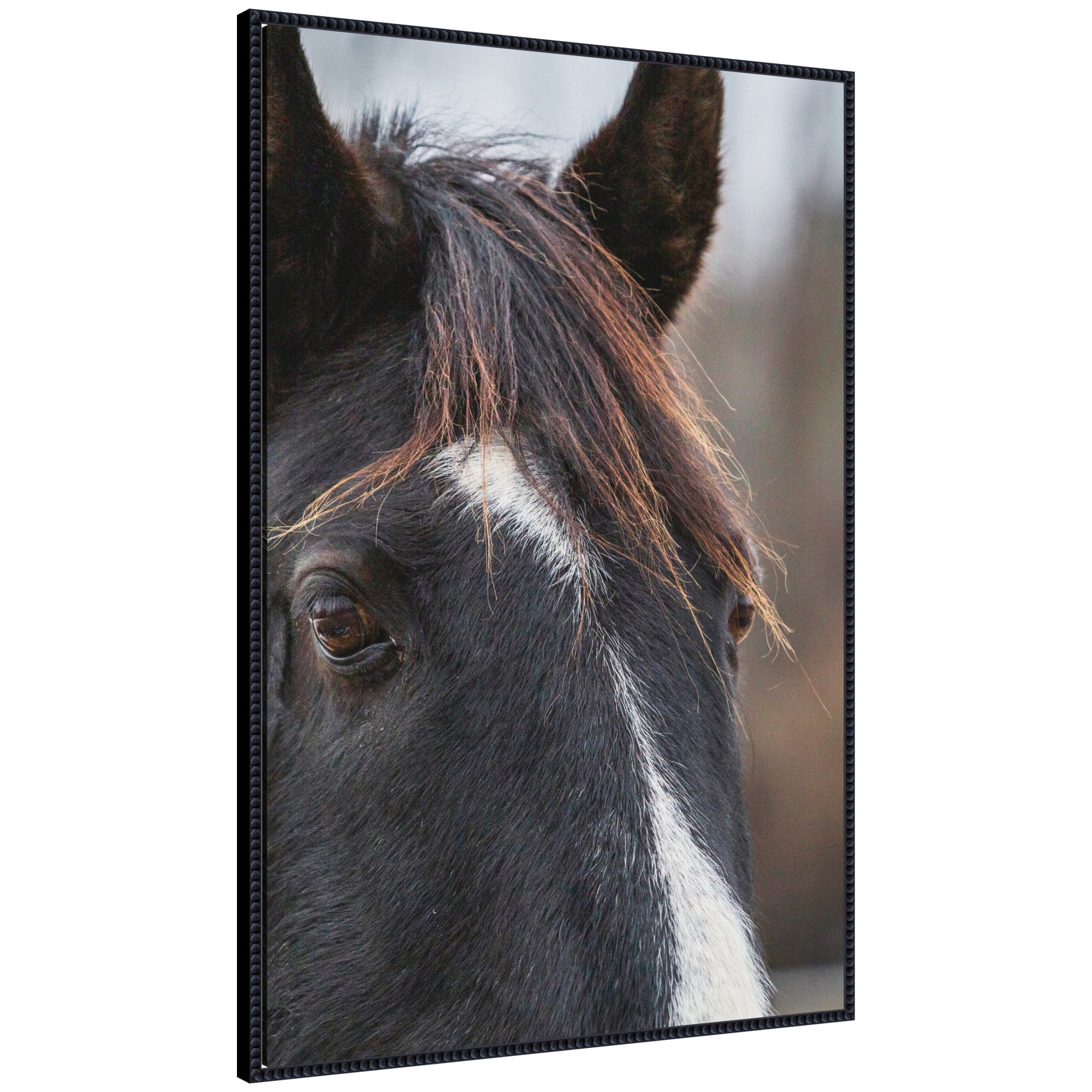 Black and White Horse by Emiko and Mark Franzen F2 Images Framed Canvas Wall Art Print