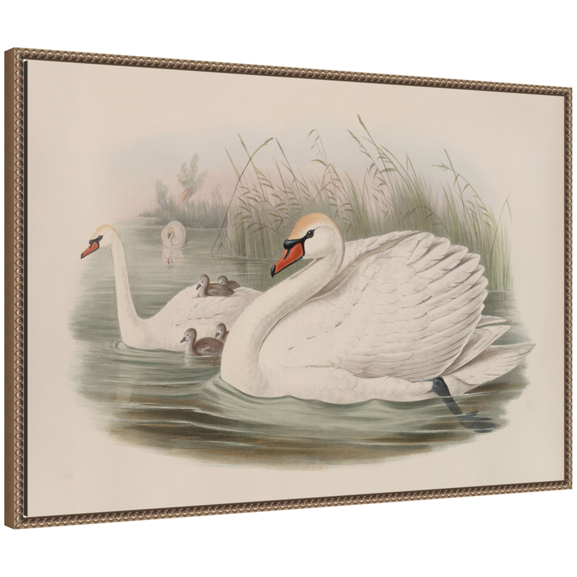 Cygnus olor Mute Swan John Gould by Nostalgia Prints Framed Canvas Wall Art Print