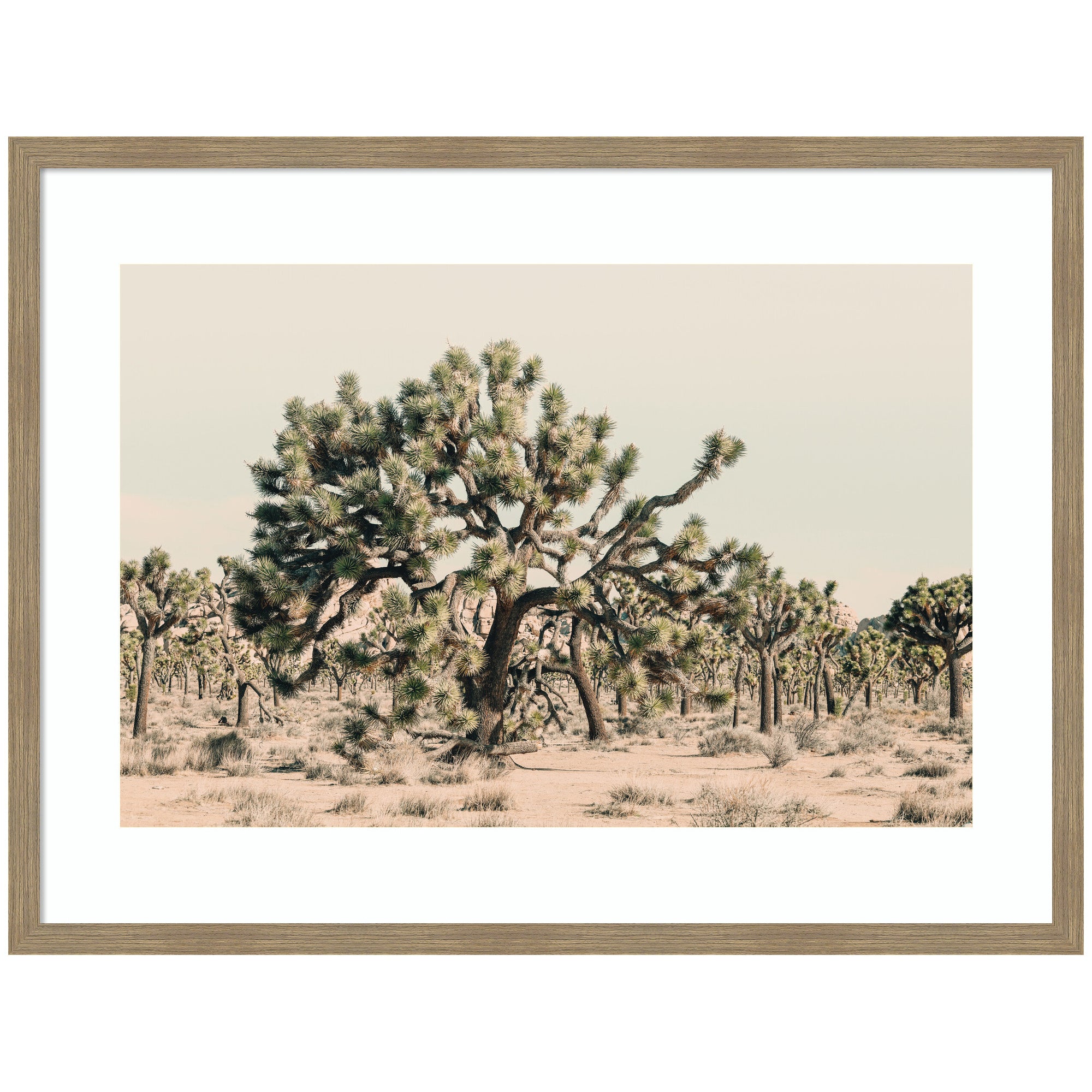 Joshua Tree No. 1 by Alicia Bock Framed Wall Art Print