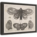 Framed Canvas 13x10 Sylvie Dark Gray 1