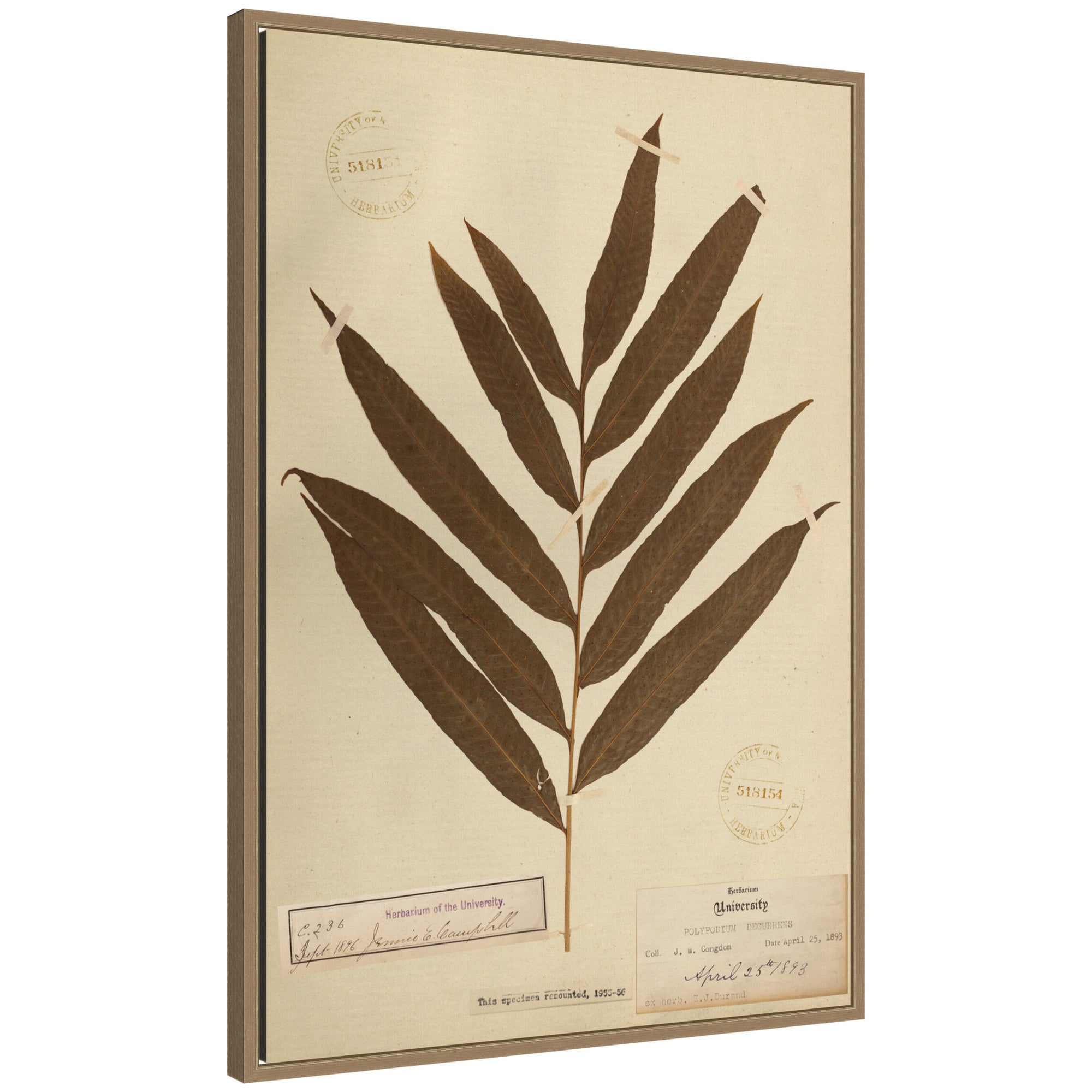 Framed Canvas 23x33 Sylvie Dark Gold 1