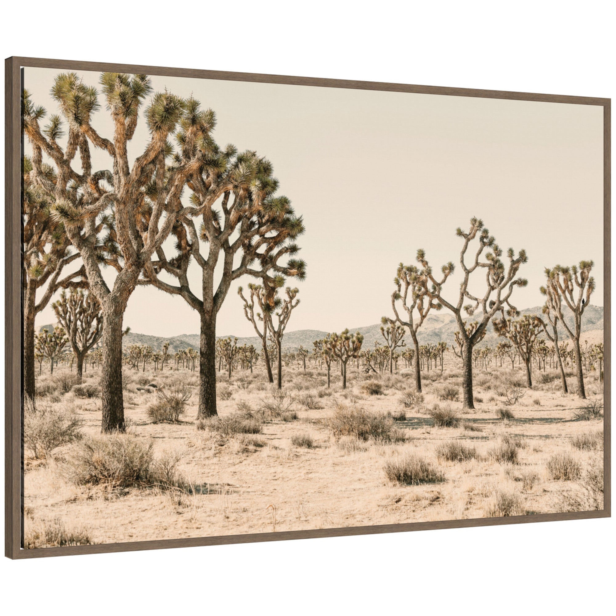 Joshua Tree No. 2 by Alicia Bock Framed Canvas Wall Art Print