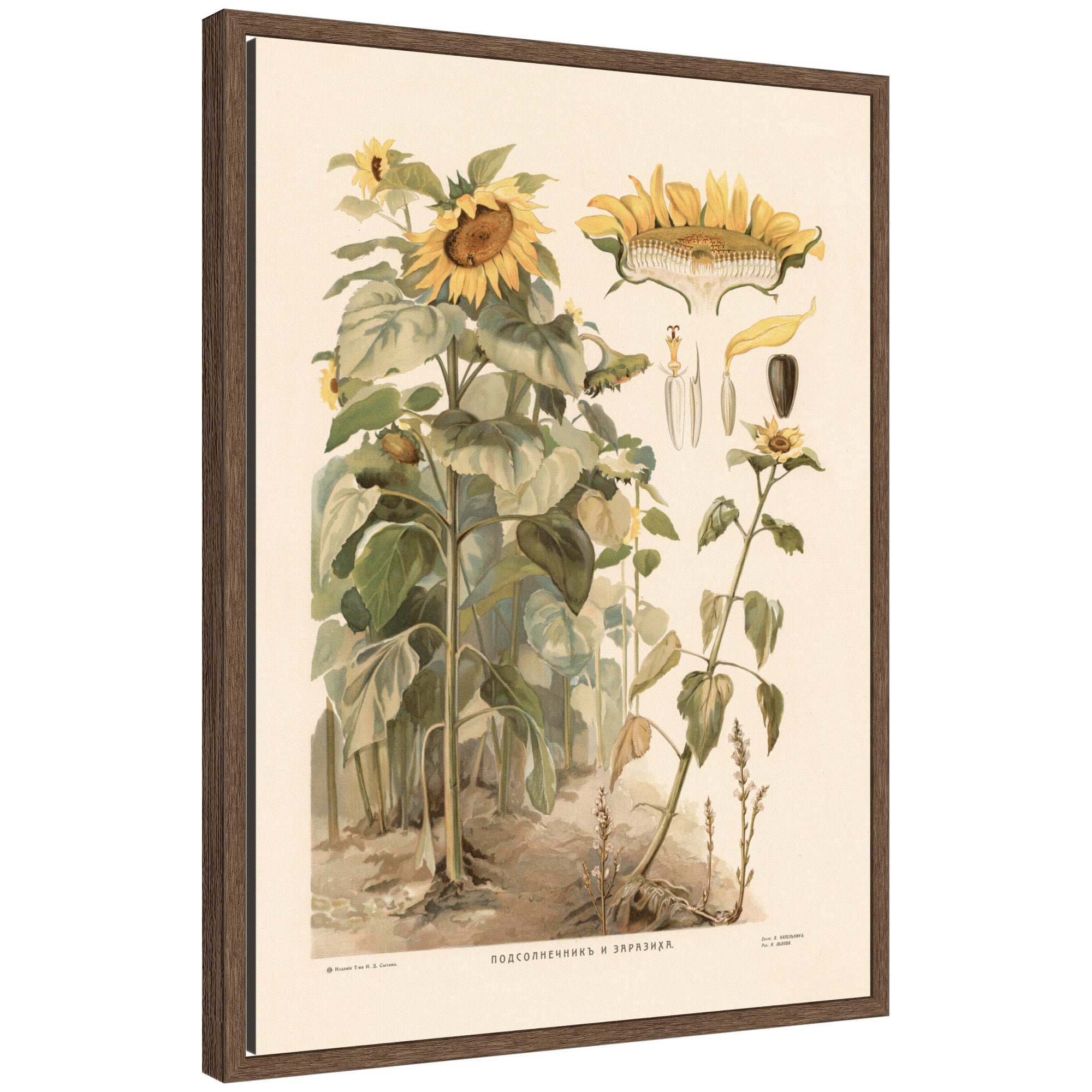 Framed Canvas 18x24 Sylvie Walnut 1