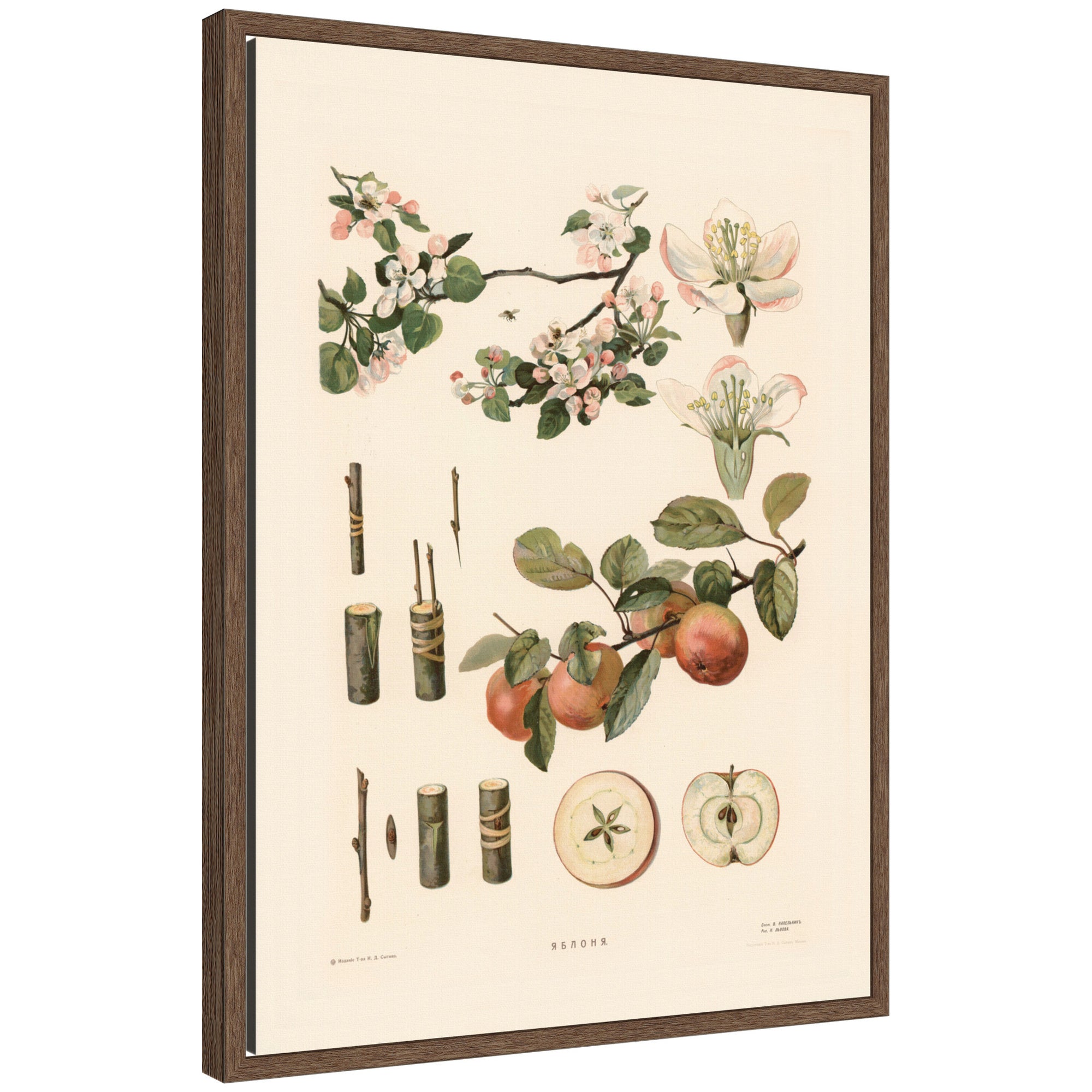 Framed Canvas 18x24 Sylvie Walnut 1