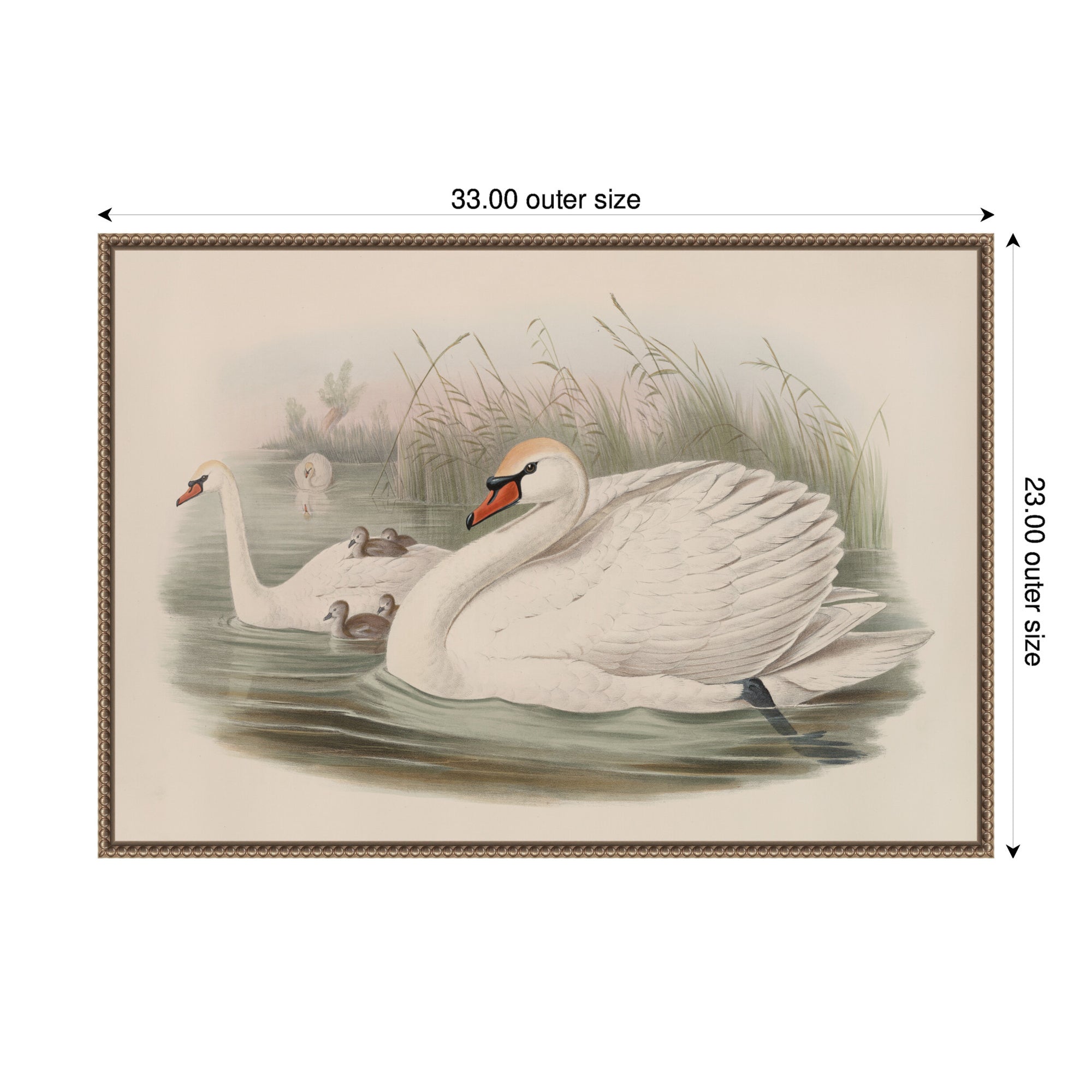 Cygnus olor Mute Swan John Gould by Nostalgia Prints Framed Canvas Wall Art Print