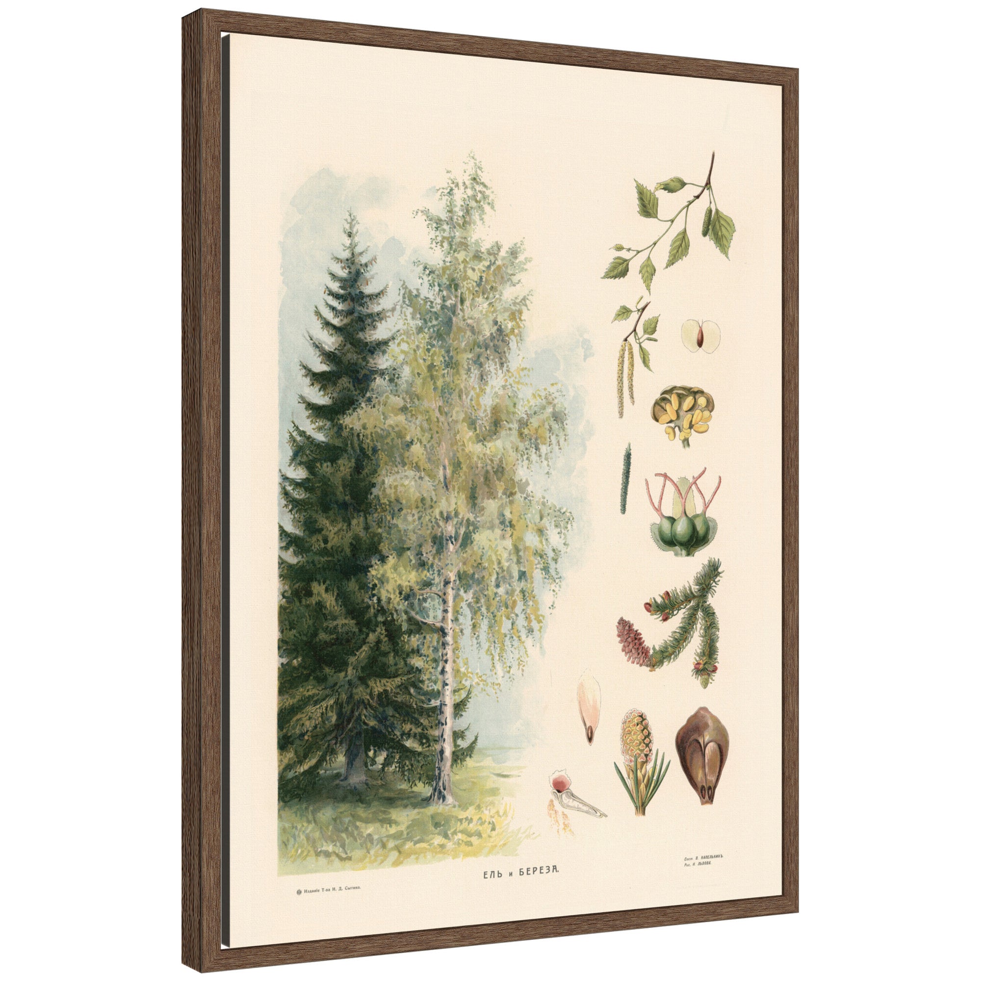 Framed Canvas 18x24 Sylvie Walnut 1
