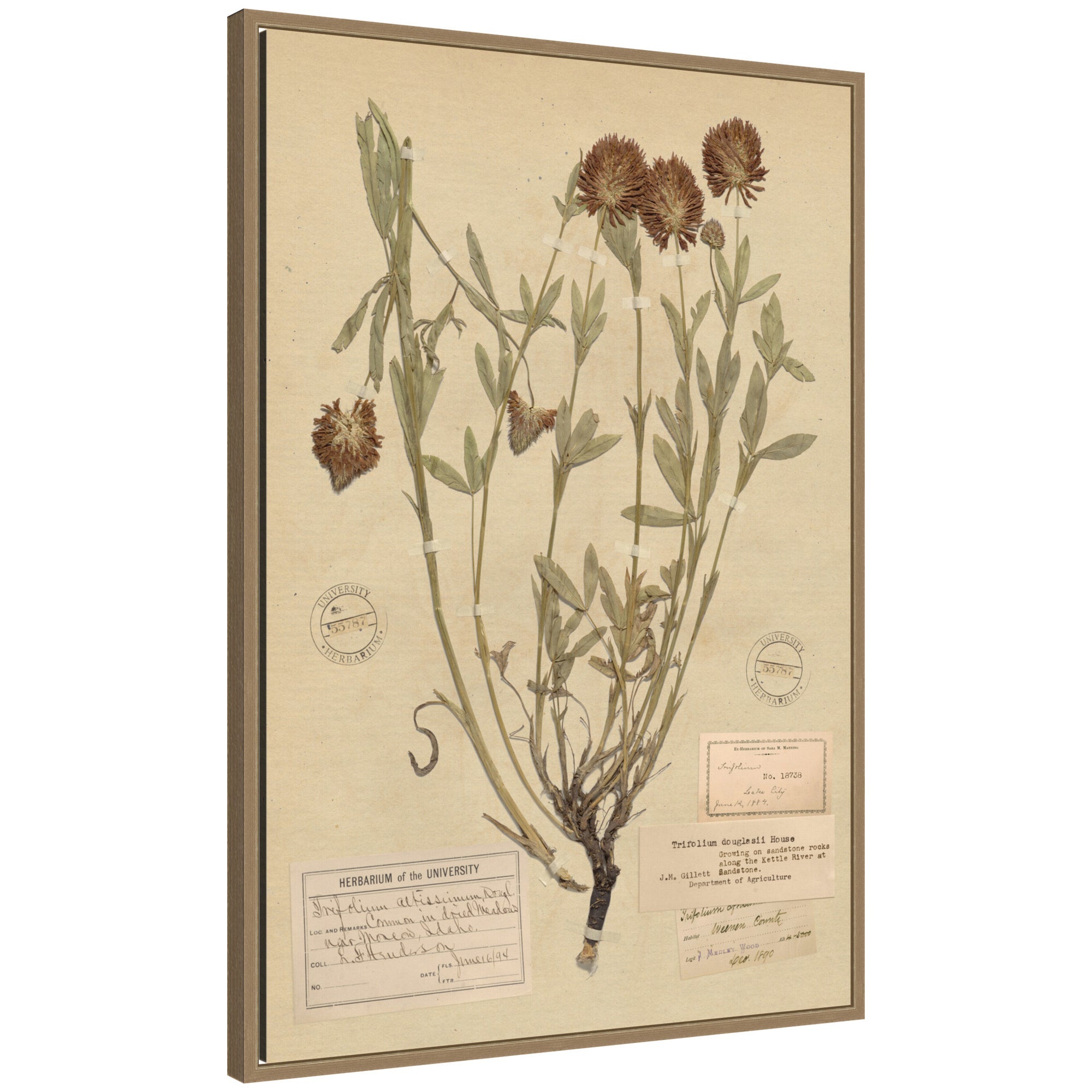 Framed Canvas 23x33 Sylvie Dark Gold 1