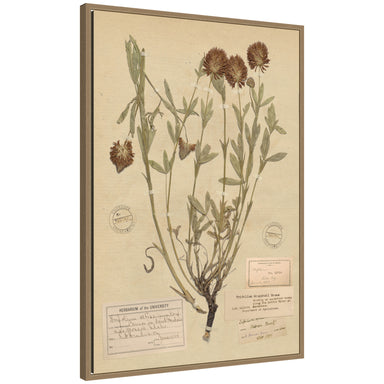 Framed Canvas 23x33 Sylvie Dark Gold 1