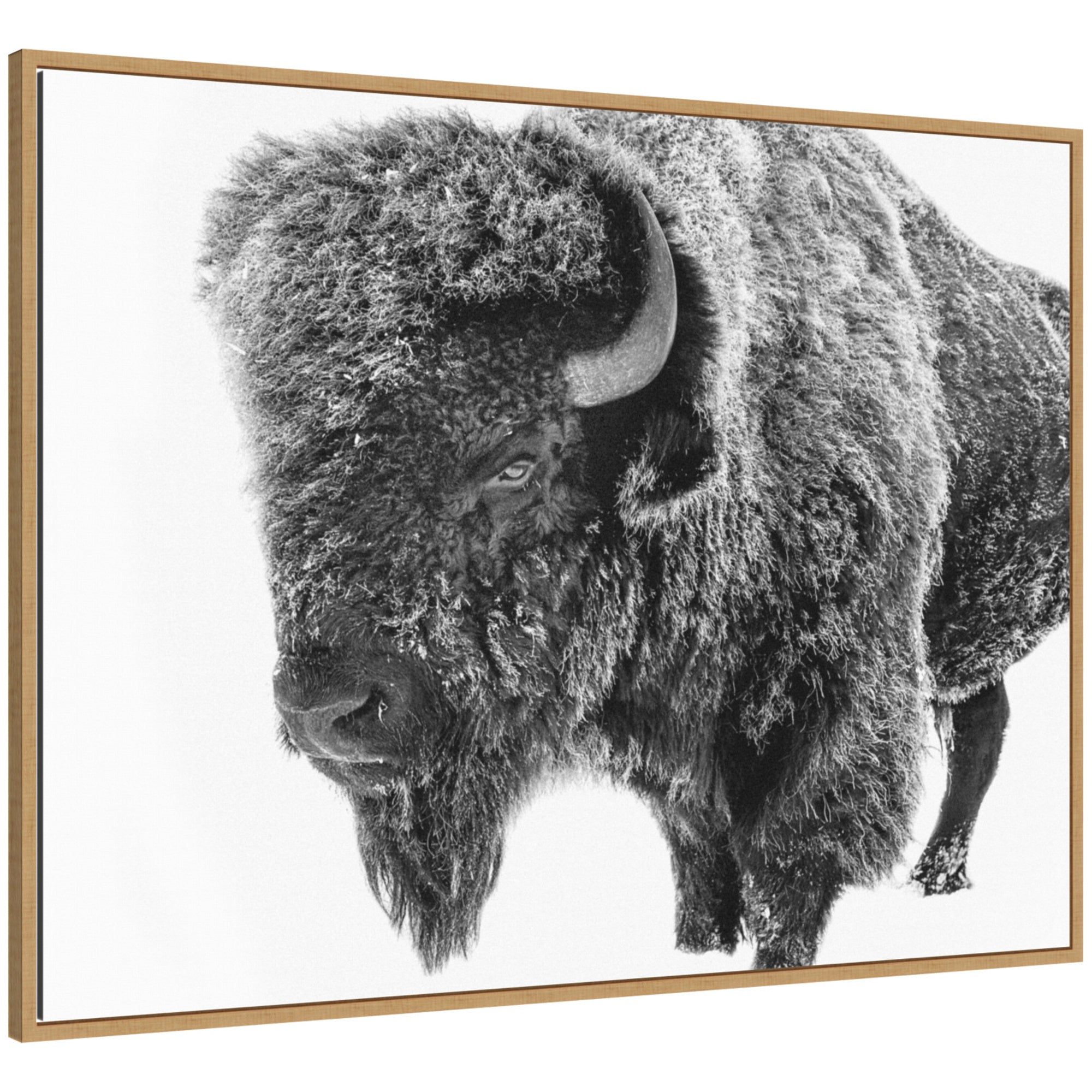 Bison in Snow Black and White by Amy Peterson Framed Canvas Wall Art Print