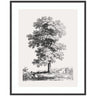 Framed Art Jean Victor Bertin Study of a Tree 1816 by The Art Institute of Chicago