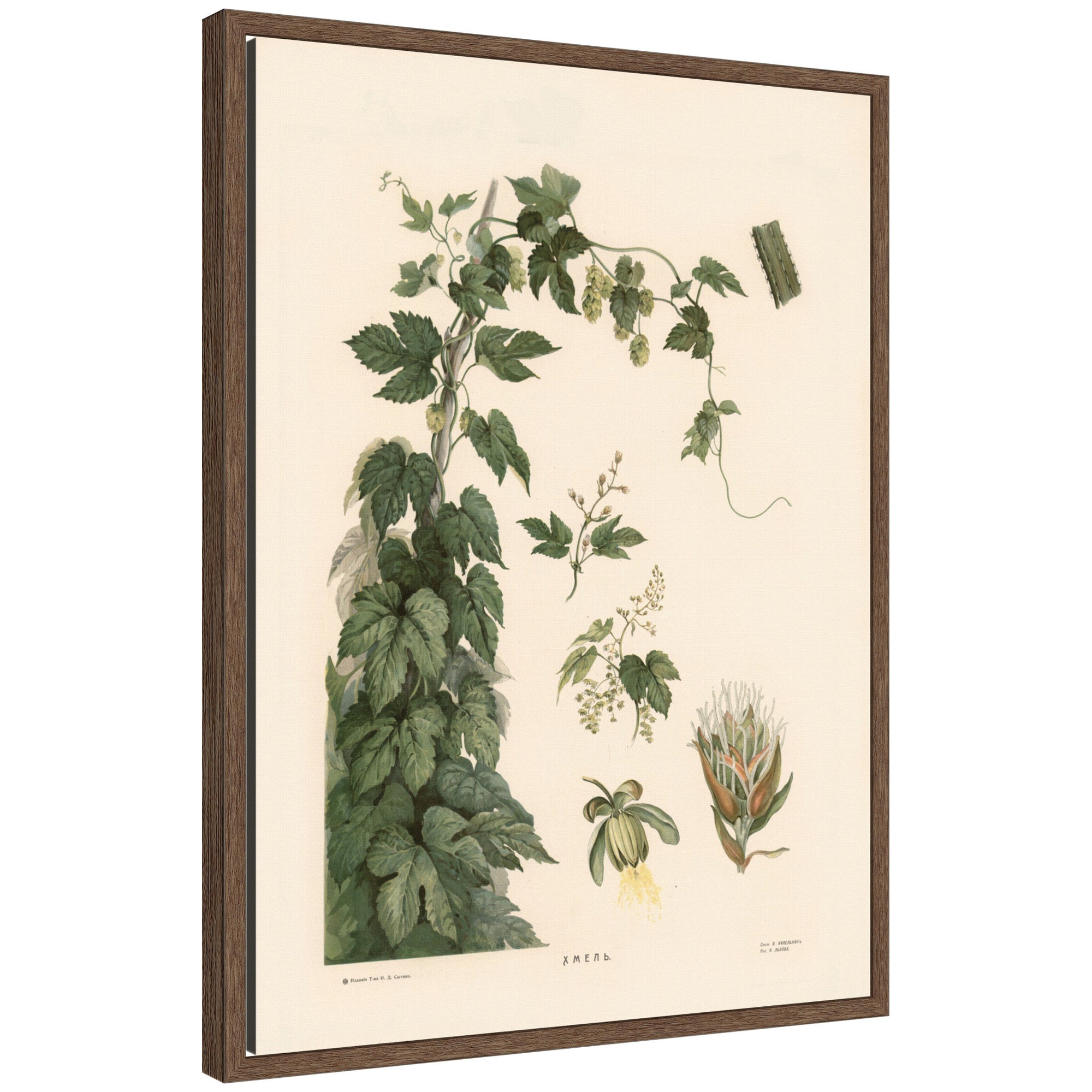 Framed Canvas 18x24 Sylvie Walnut 1