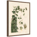 Framed Canvas 18x24 Sylvie Walnut 1