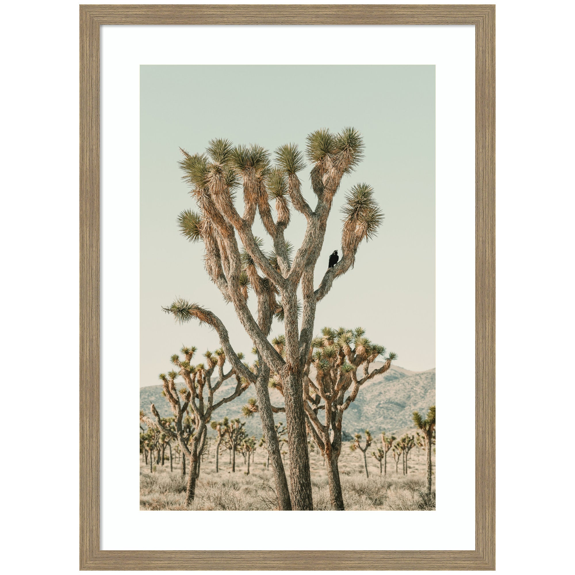 Joshua Tree With Crow by Alicia Bock Framed Wall Art Print