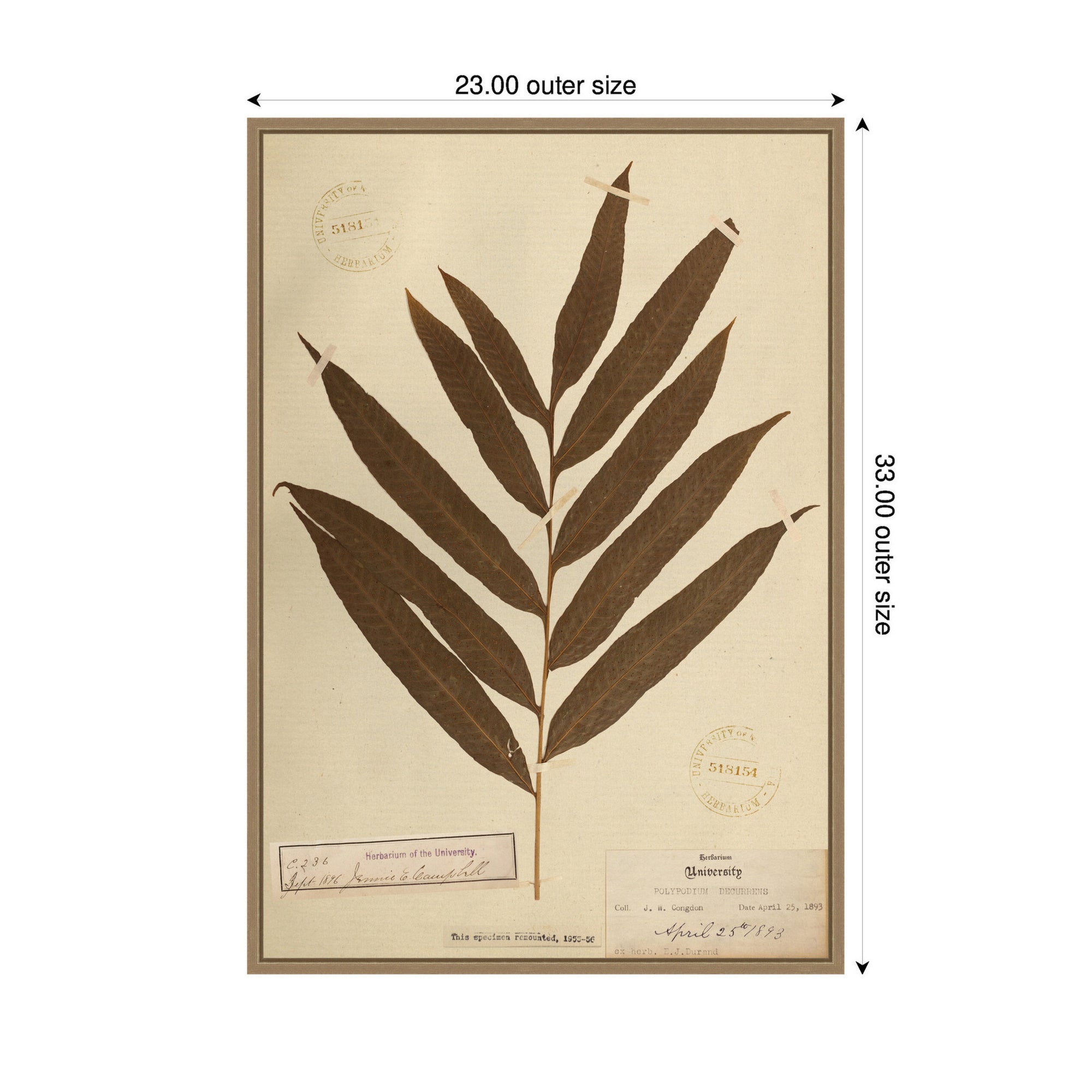 Framed Canvas 23x33 Sylvie Dark Gold 2