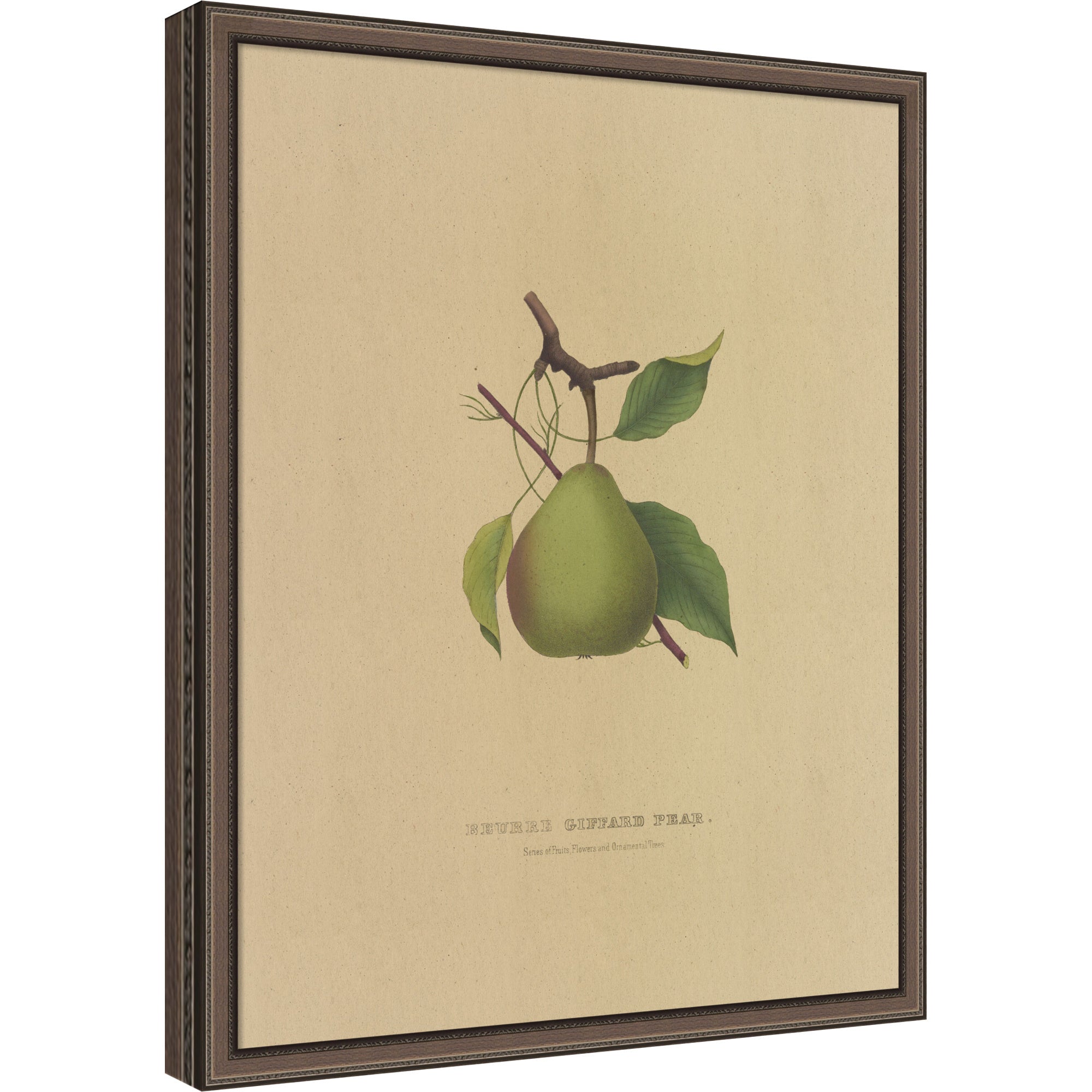 Mounted Canvas 17 x 21 Cordelia Thin Bronze 1