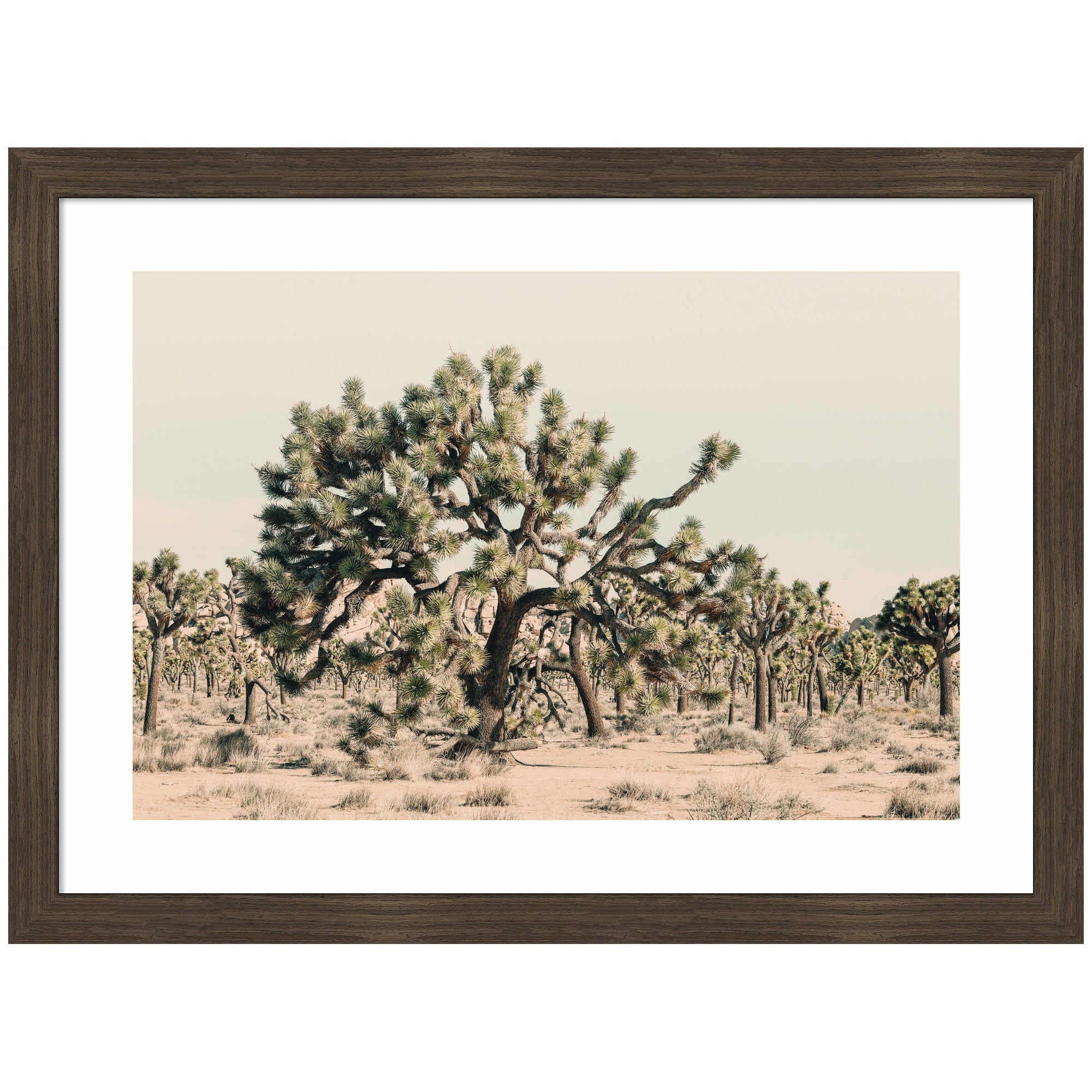 Joshua Tree No. 1 by Alicia Bock Framed Wall Art Print
