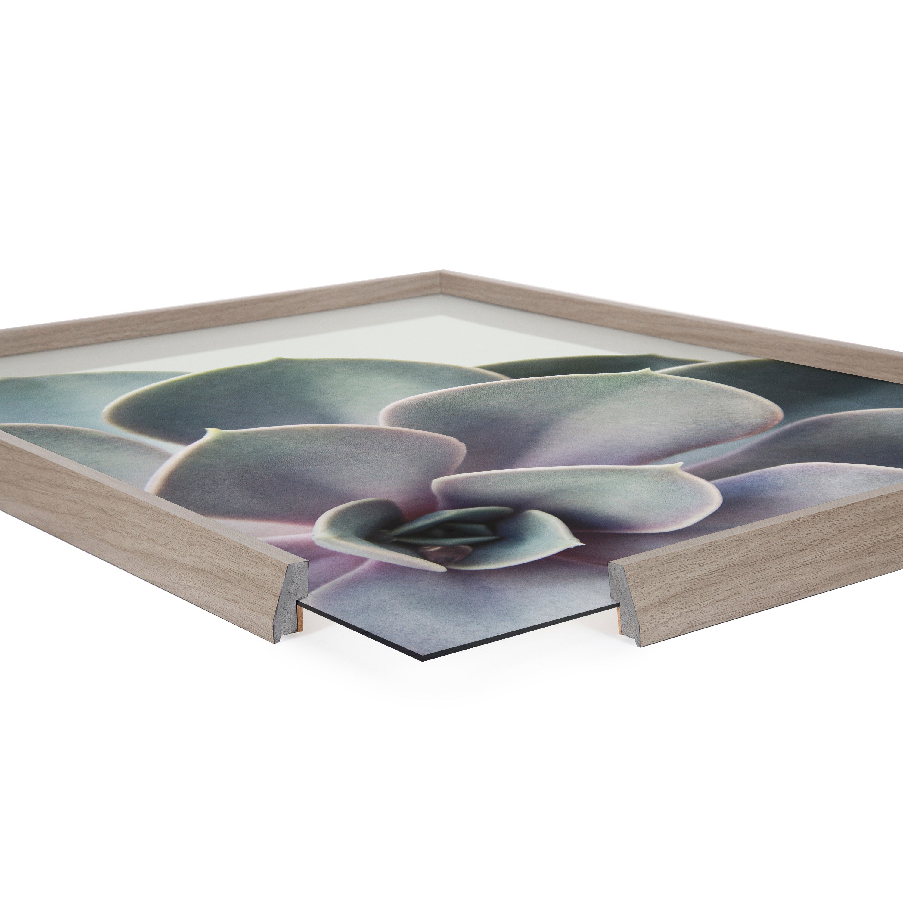 Blake Succulent 5 Framed Printed Glass by Emiko and Mark Franzen of F2Images