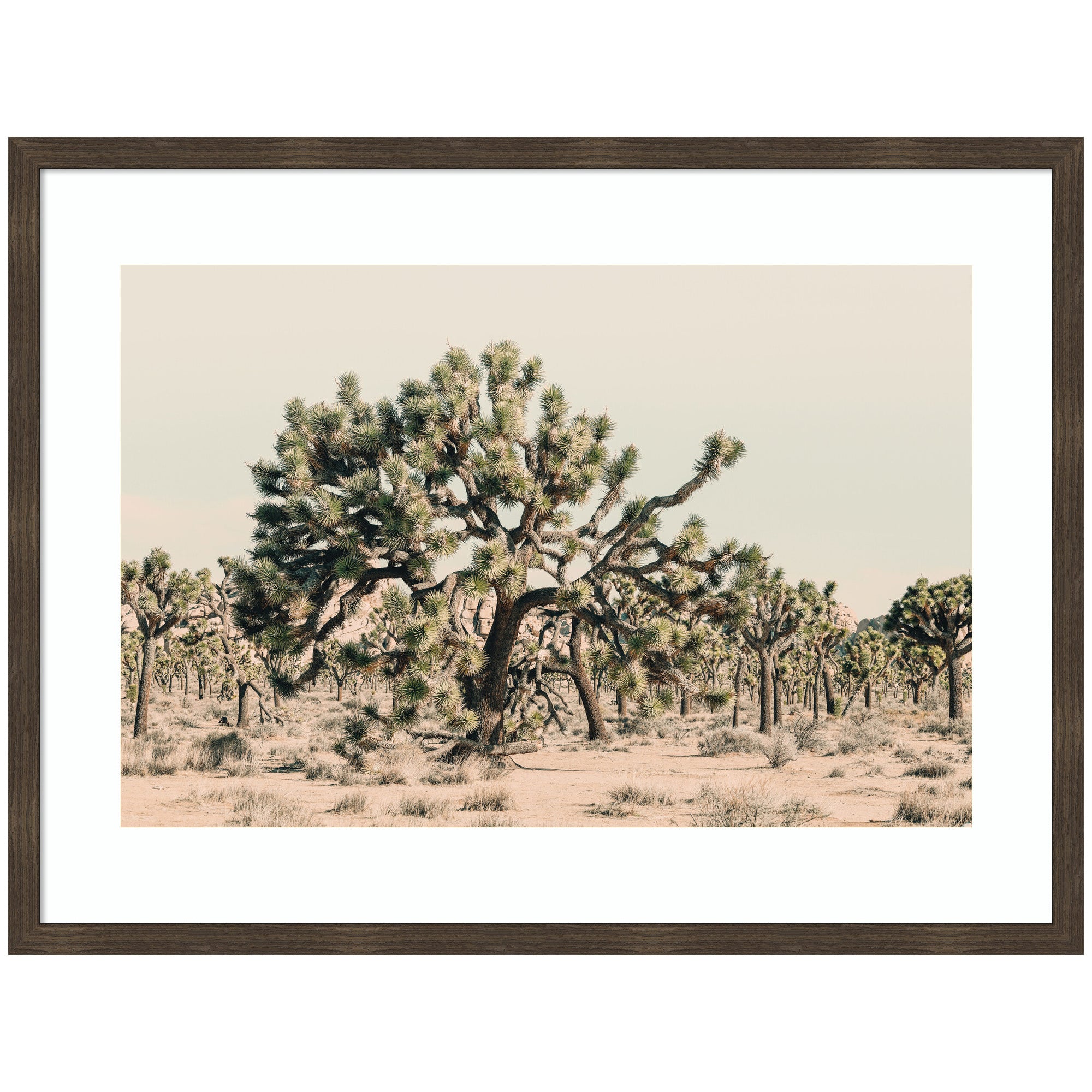 Joshua Tree No. 1 by Alicia Bock Framed Wall Art Print