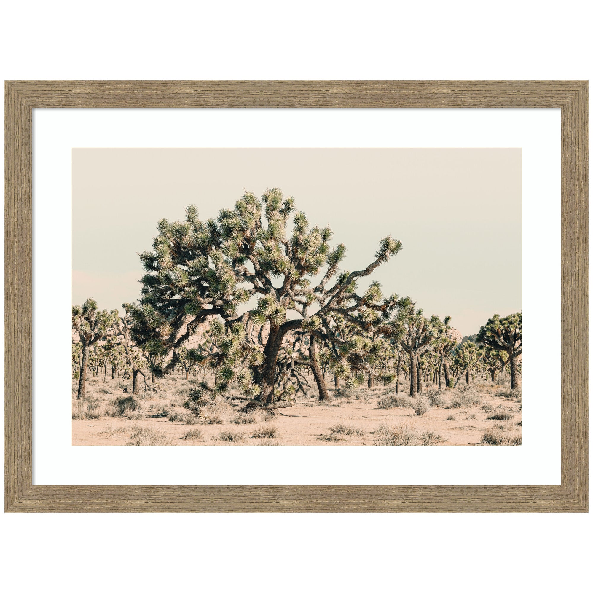 Joshua Tree No. 1 by Alicia Bock Framed Wall Art Print