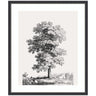 Framed Art Jean Victor Bertin Study of a Tree 1816 by The Art Institute of Chicago