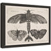 Framed Canvas 13x10 Sylvie Dark Gray 1
