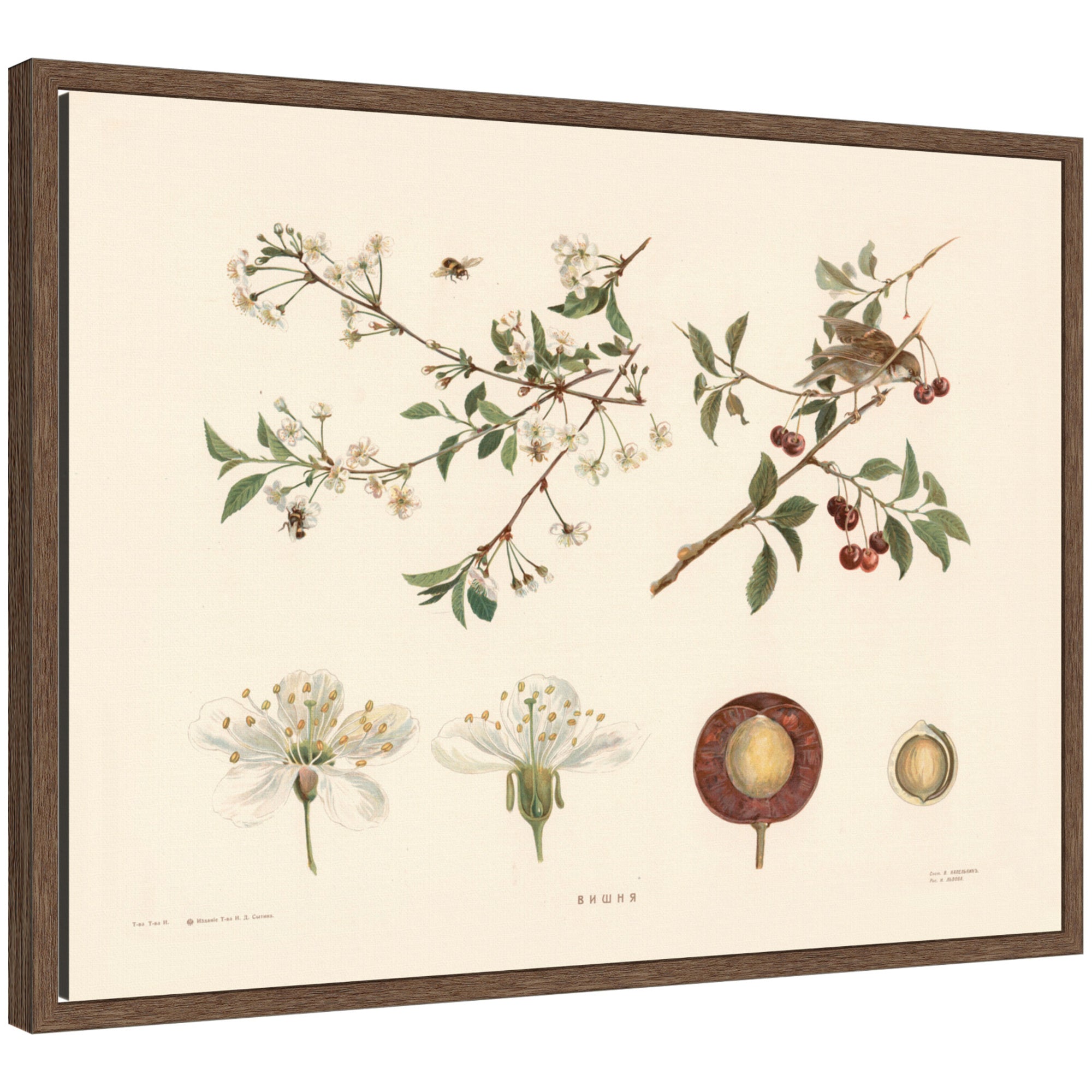 Framed Canvas 24x18 Sylvie Walnut 1