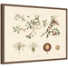Framed Canvas 24x18 Sylvie Walnut 1
