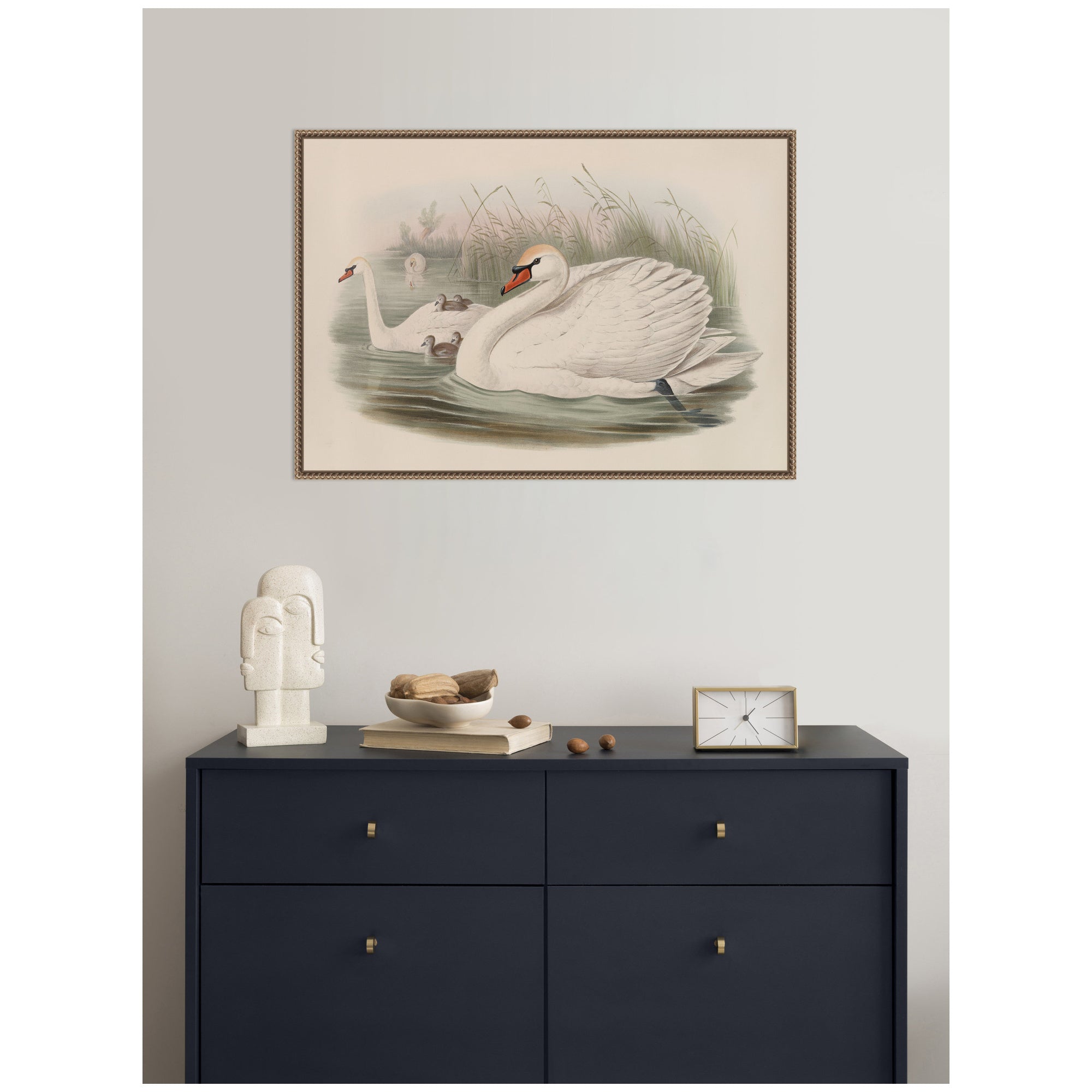 Cygnus olor Mute Swan John Gould by Nostalgia Prints Framed Canvas Wall Art Print