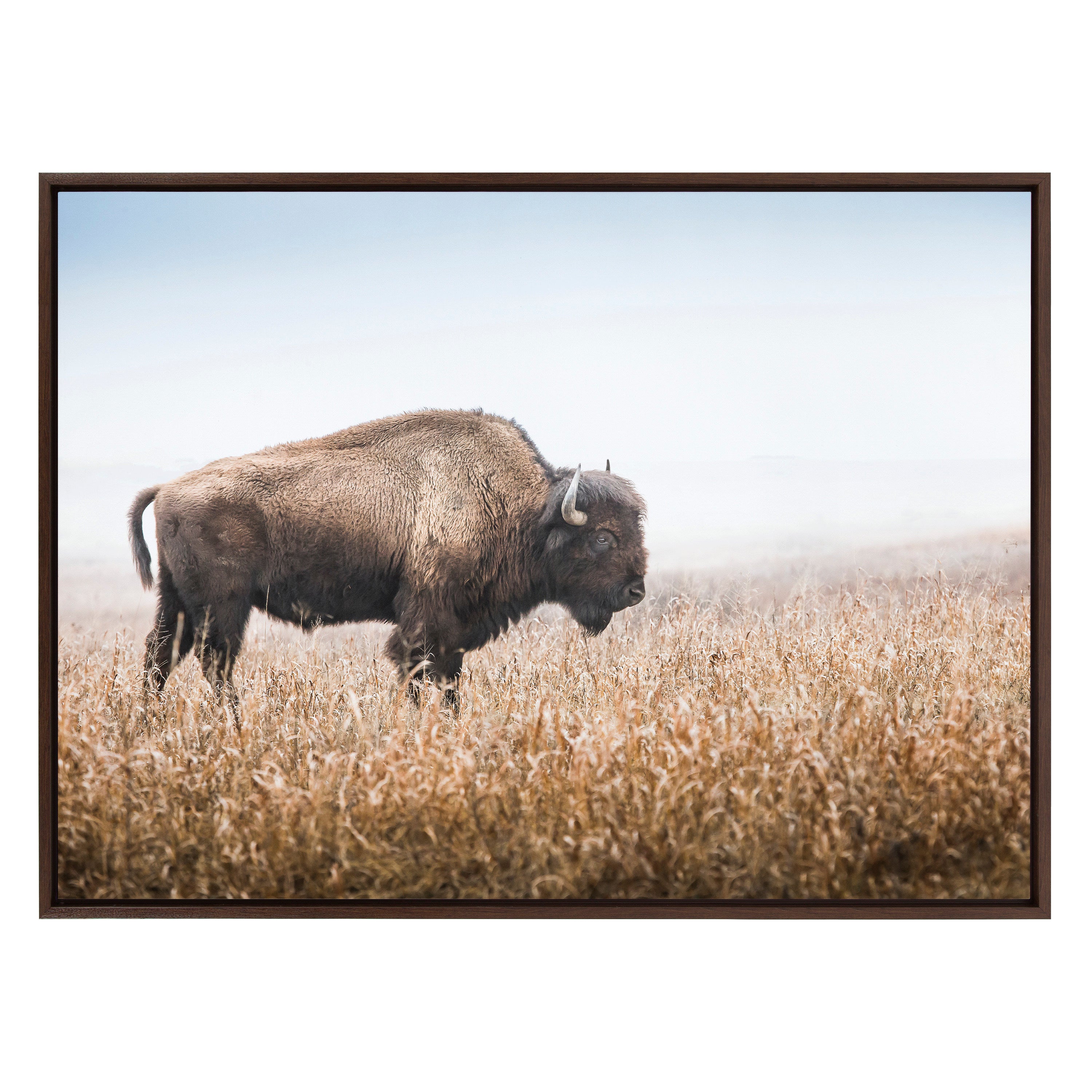 Sylvie American Bison Buffalo in Prairie Grass Framed Canvas by Warren Metcalf