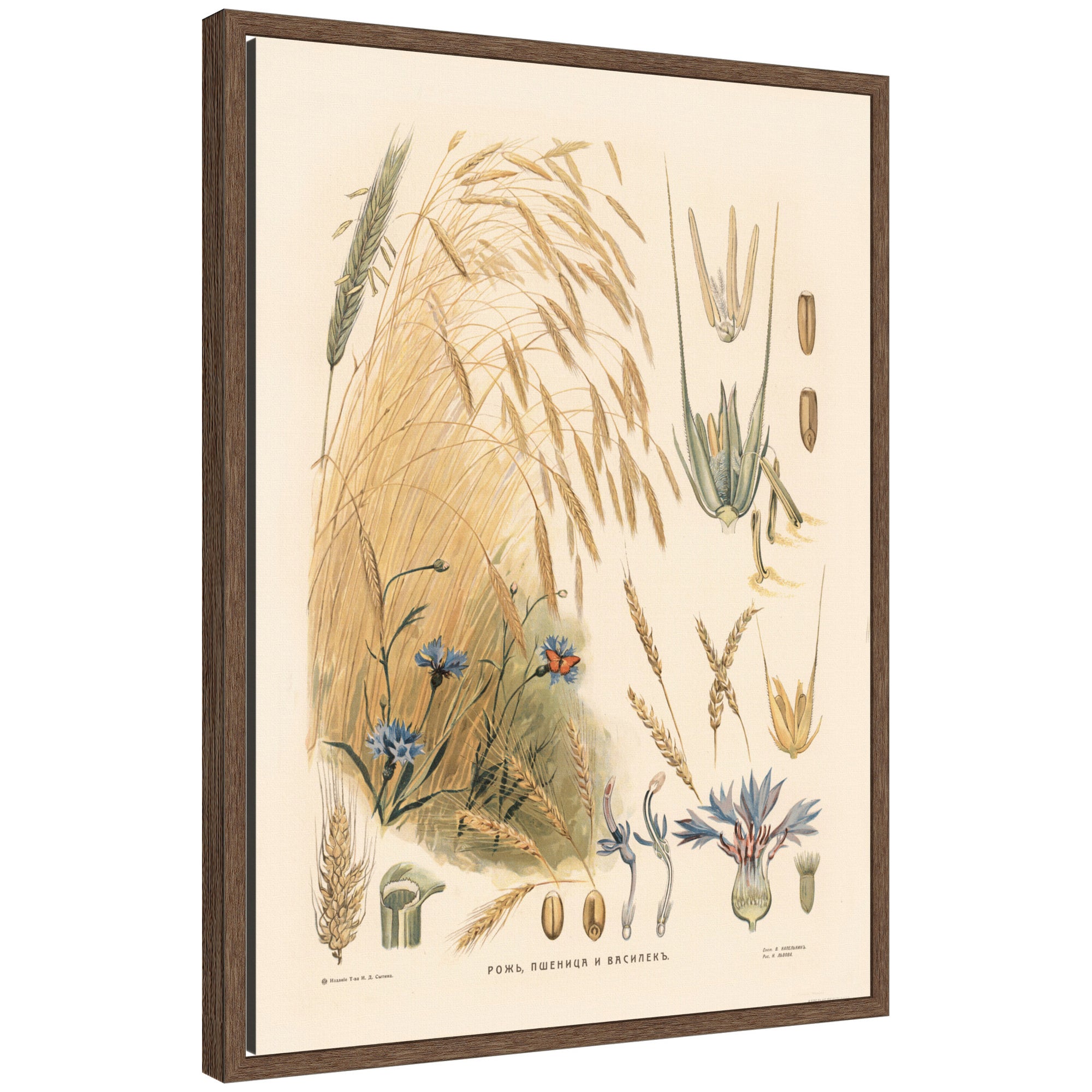 Framed Canvas 18x24 Sylvie Walnut 1