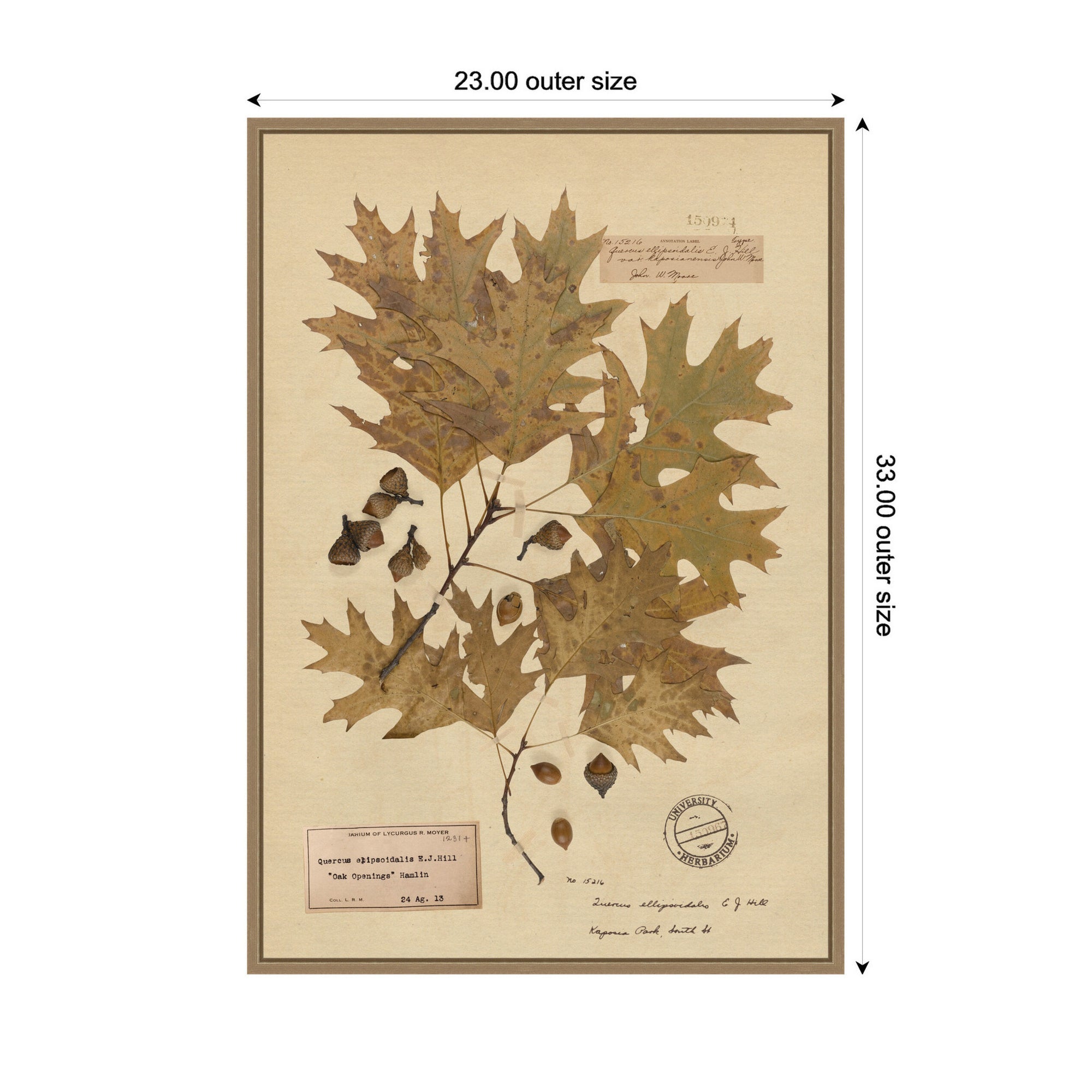 Framed Canvas 23x33 Sylvie Dark Gold 2