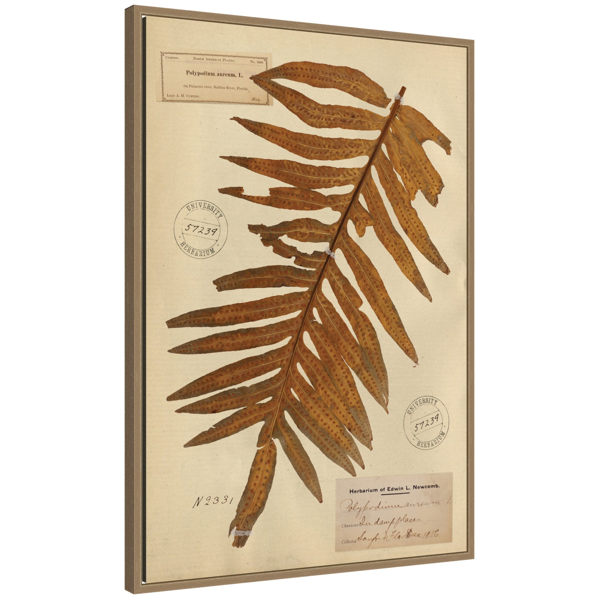 Framed Canvas 23x33 Sylvie Dark Gold 1