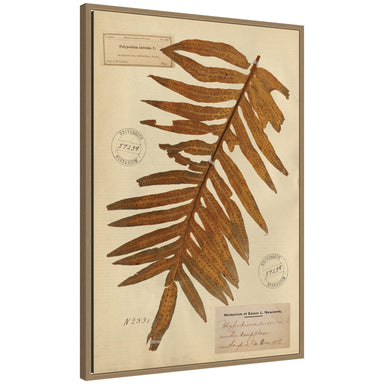 Framed Canvas 23x33 Sylvie Dark Gold 1